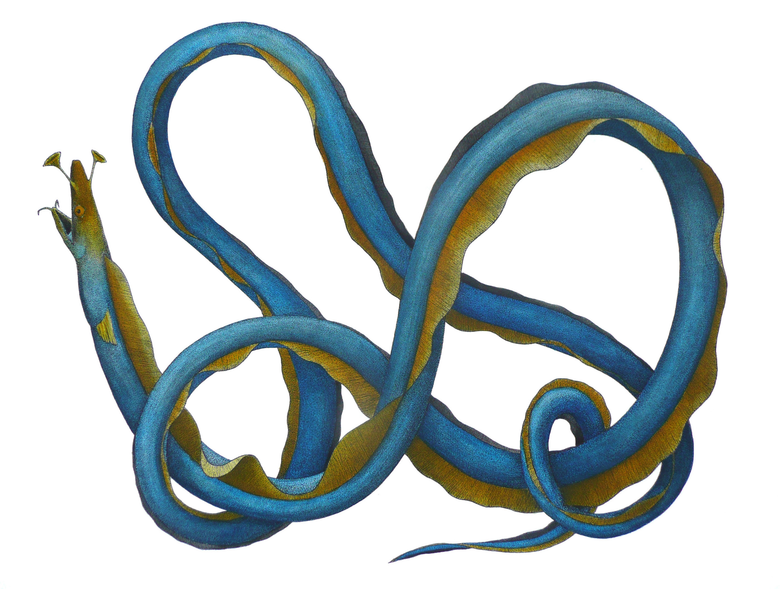 'Ribbon Eel' 