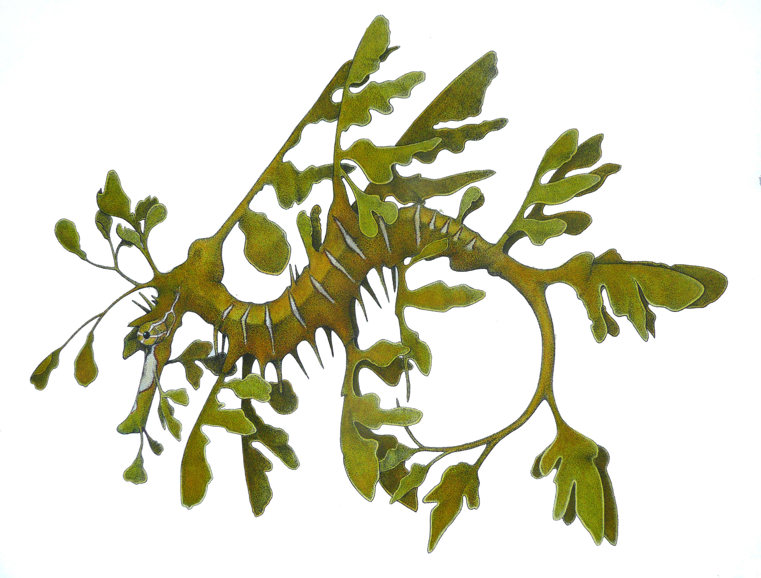 'Leafy Sea Dragon'