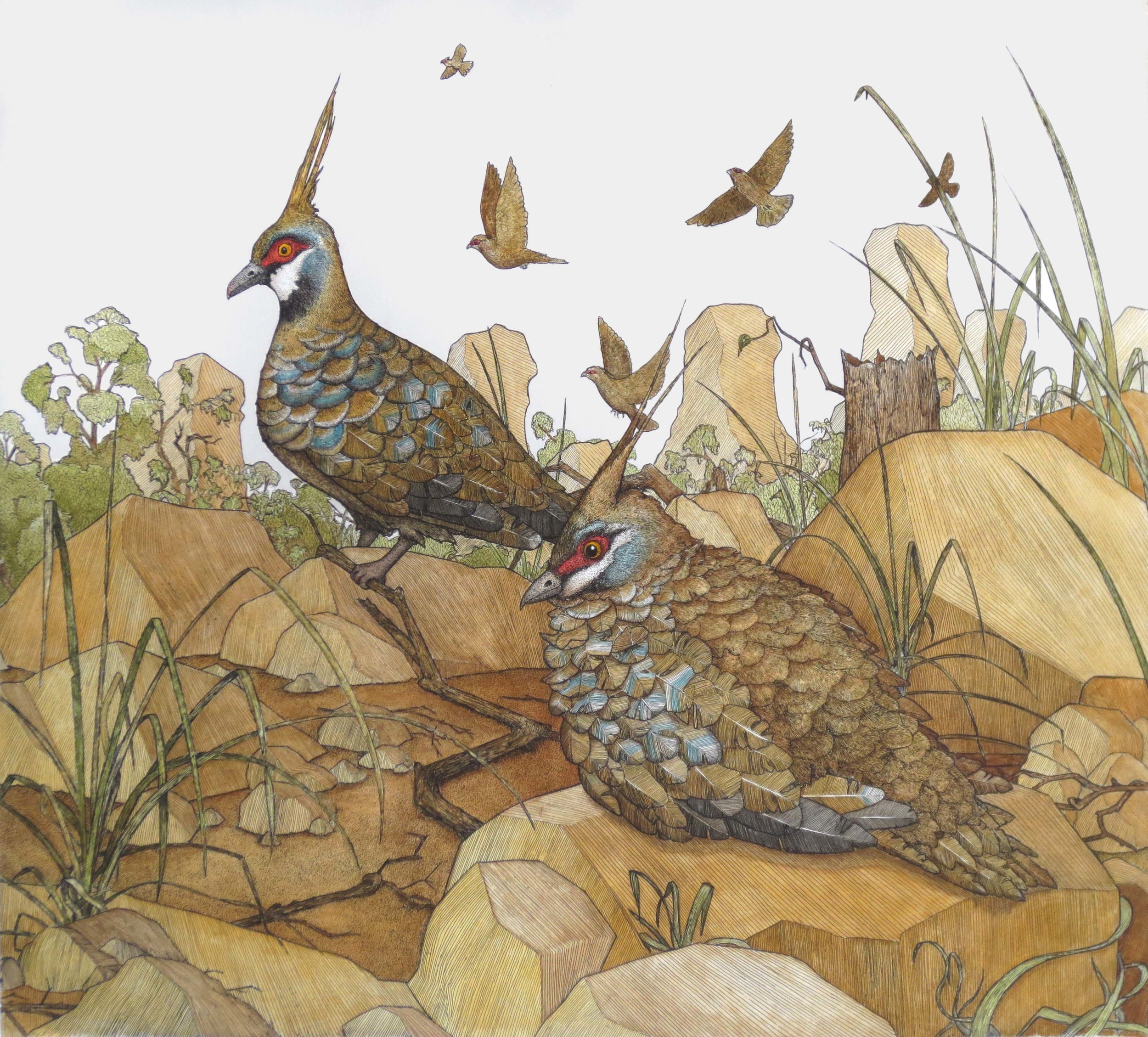 'Spinifex Pigeons'