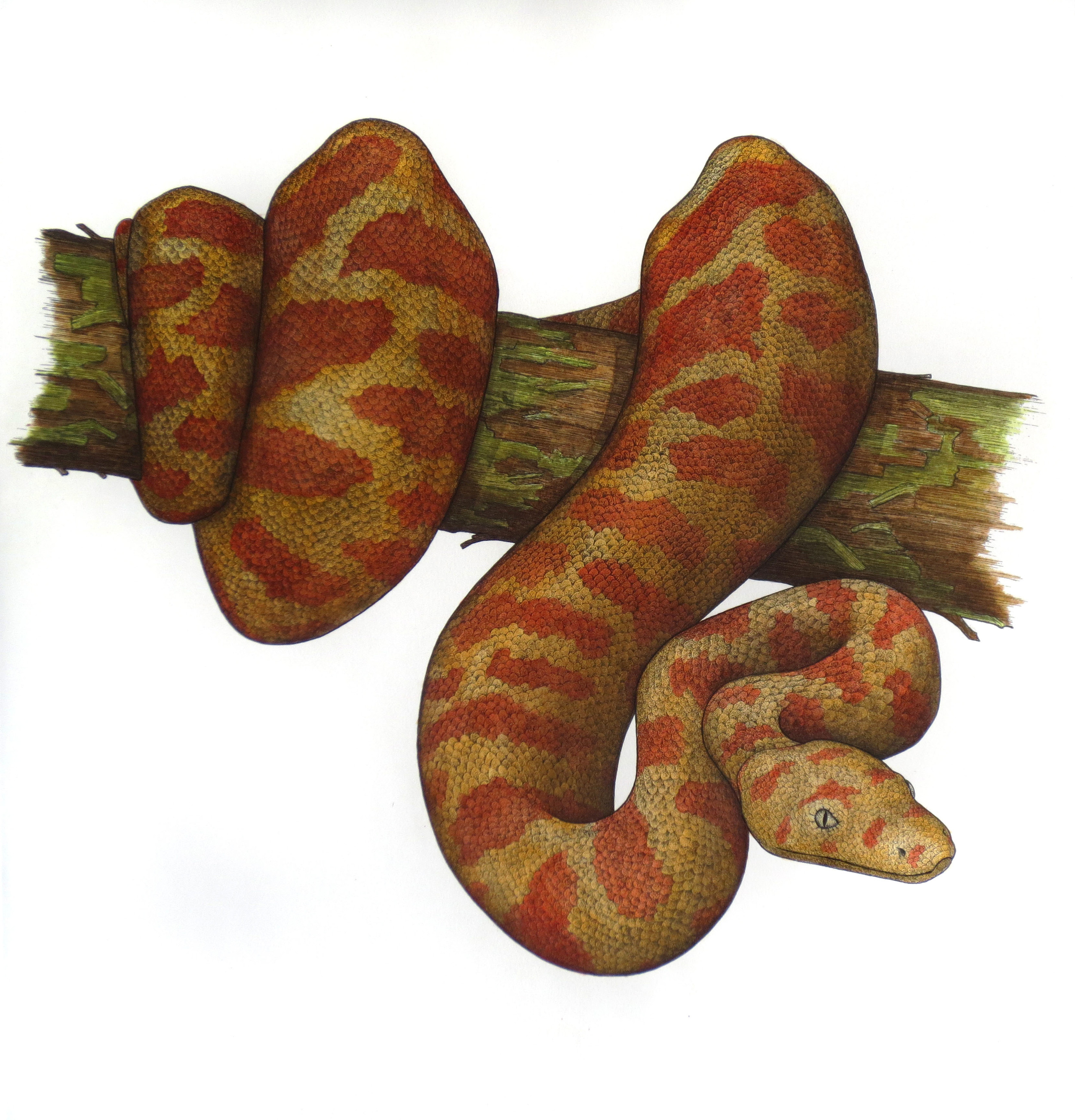 'Stimpson's Python'