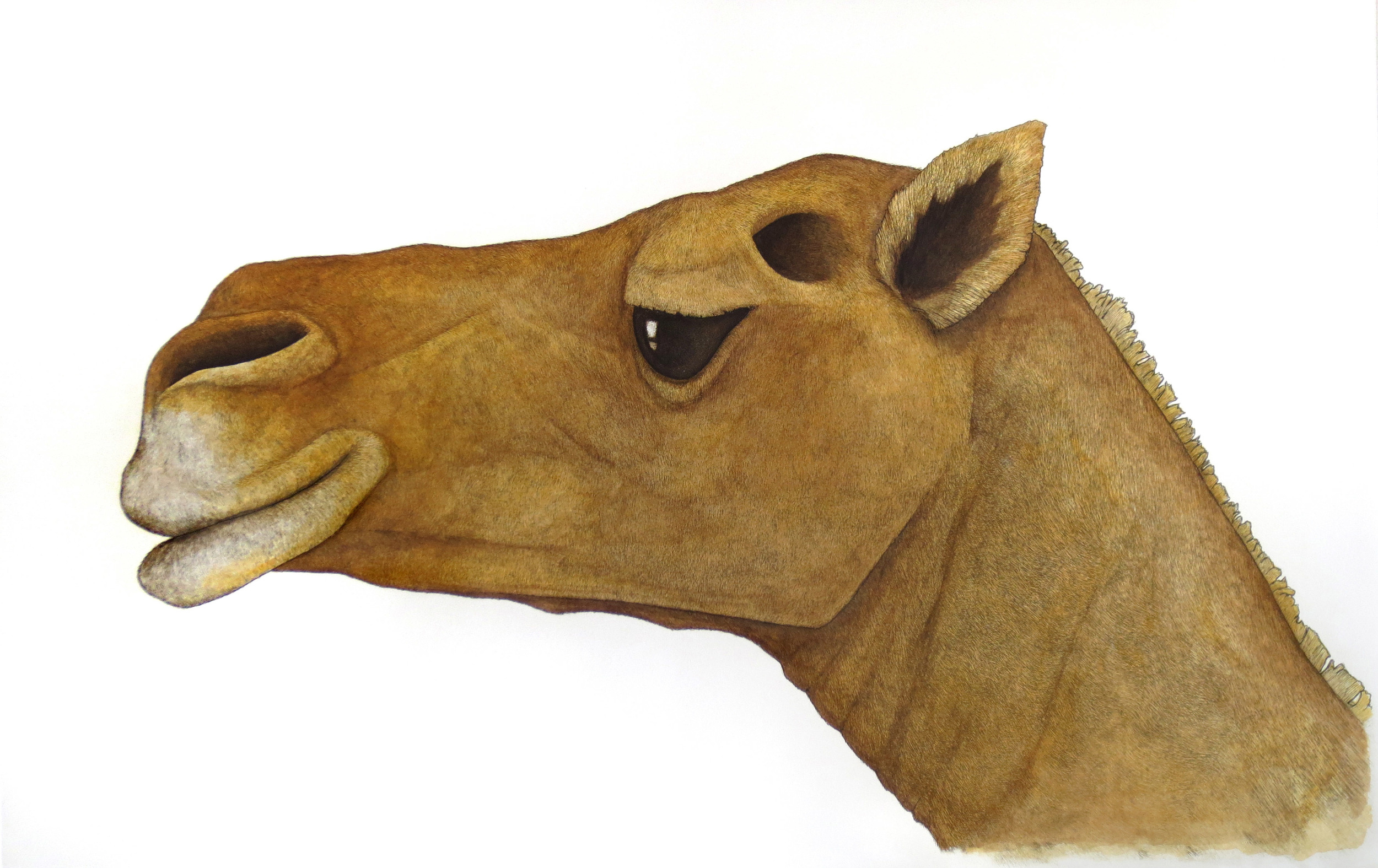 'The Camel'