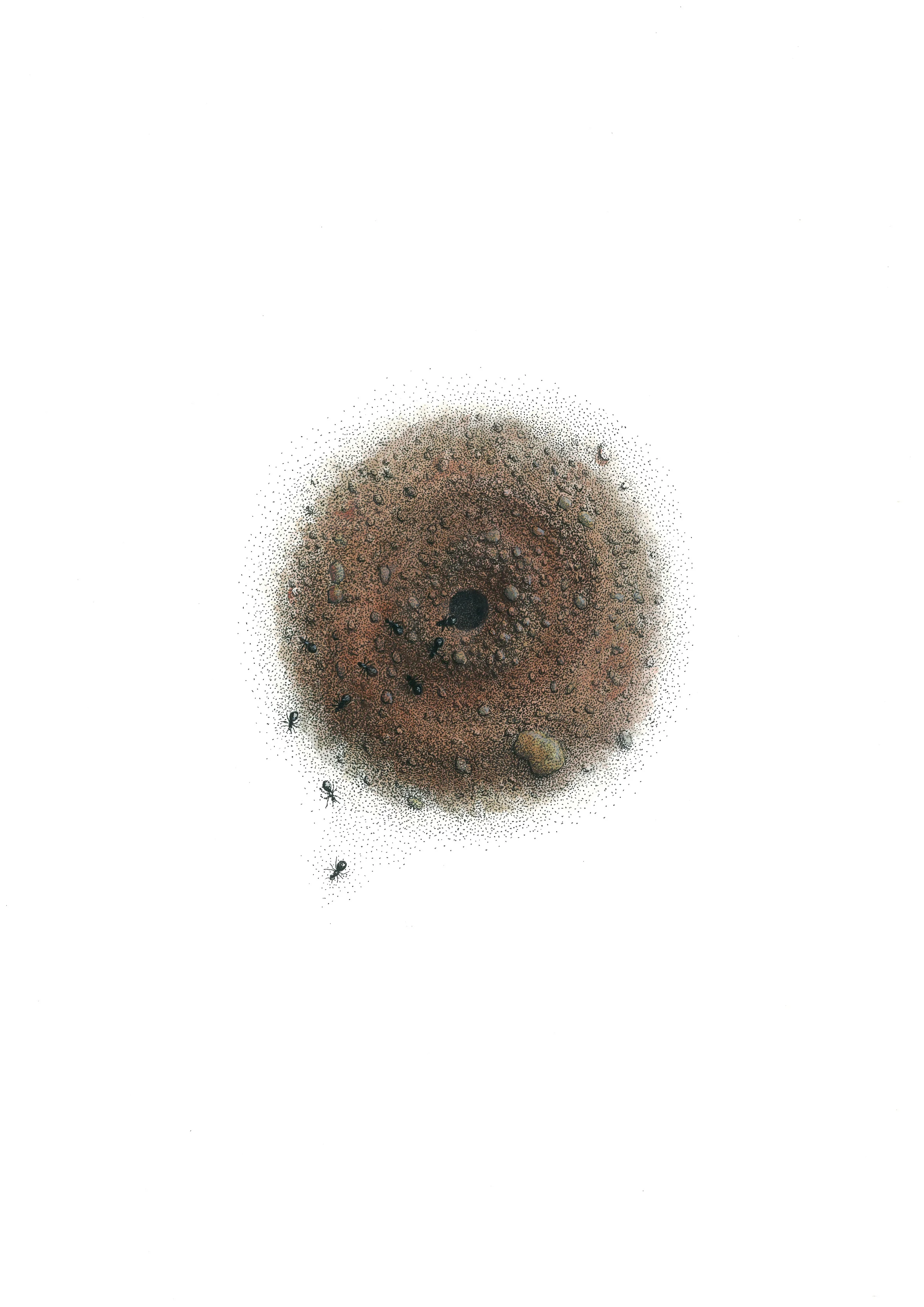 'Ant Nest'
