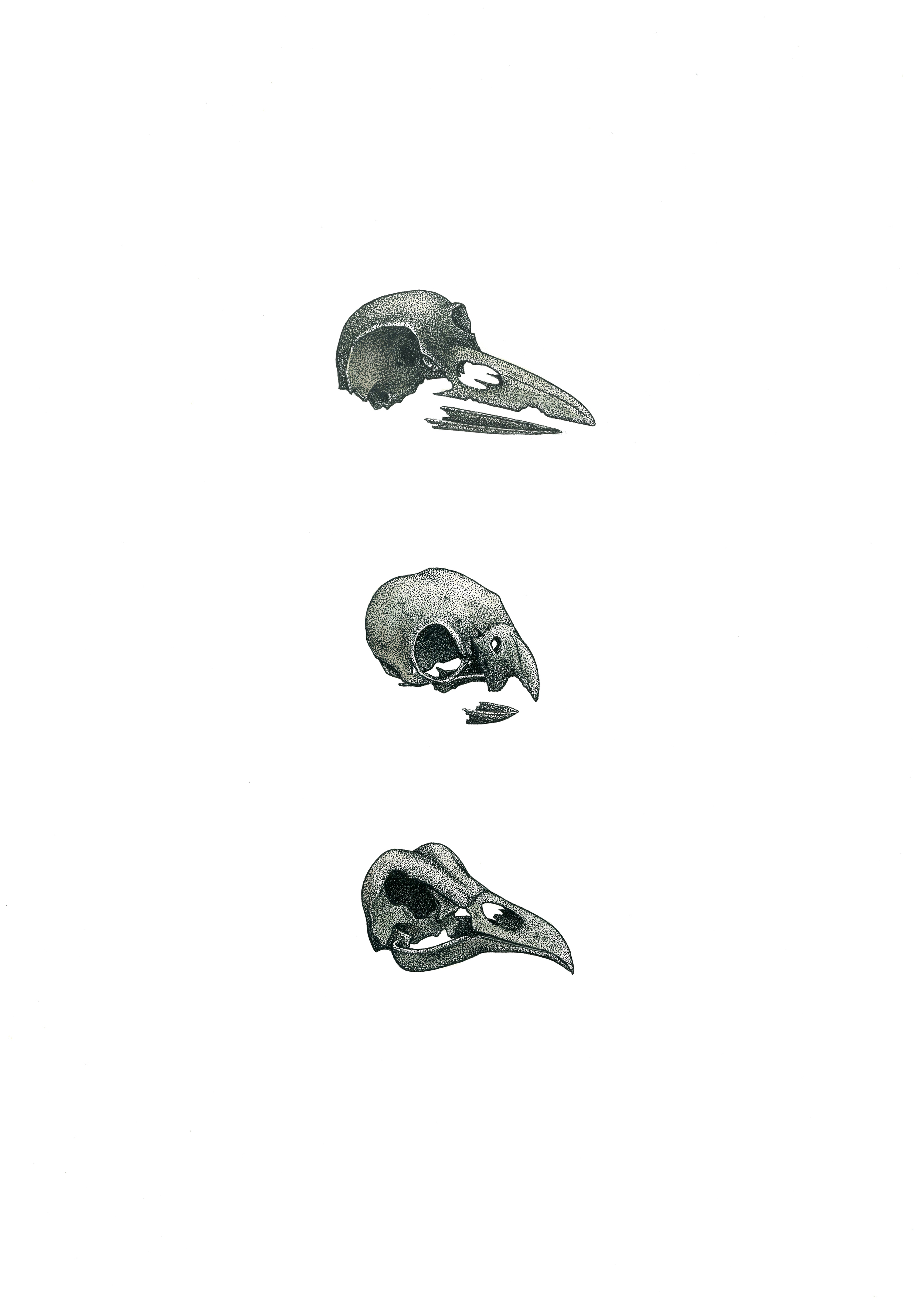 'Bird Skulls'