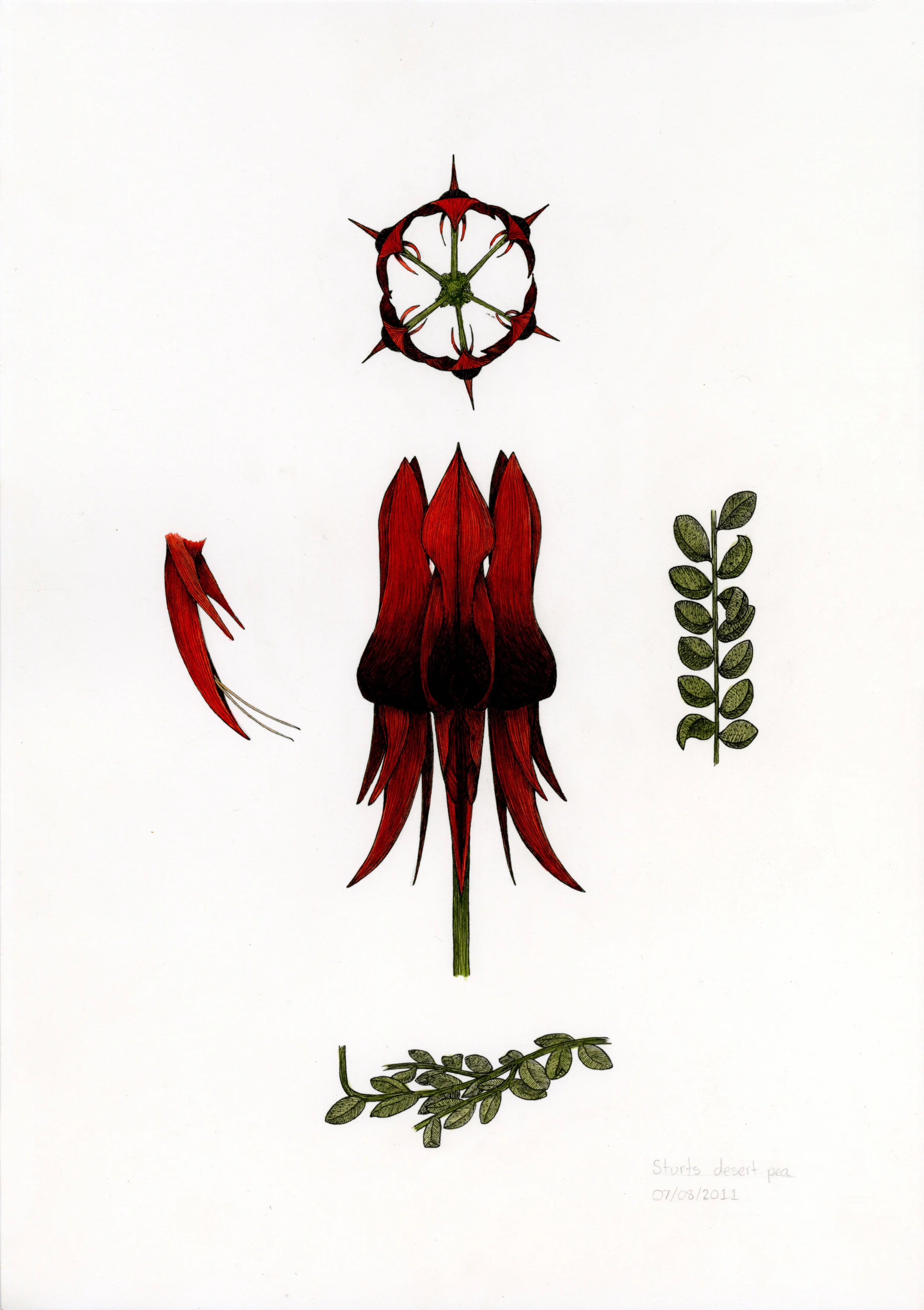 'Sturt's Desert Pea'