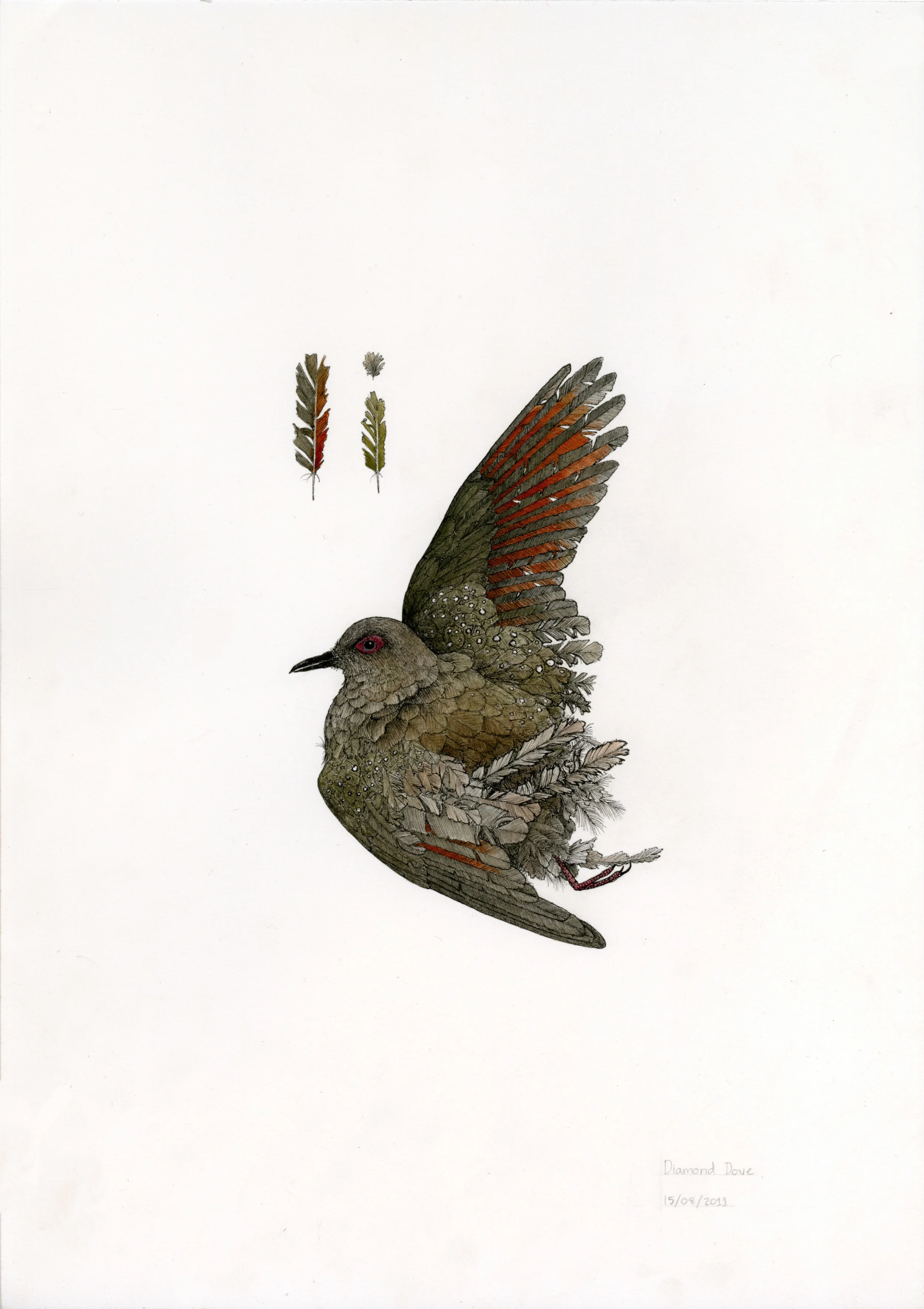 'Diamond Dove'