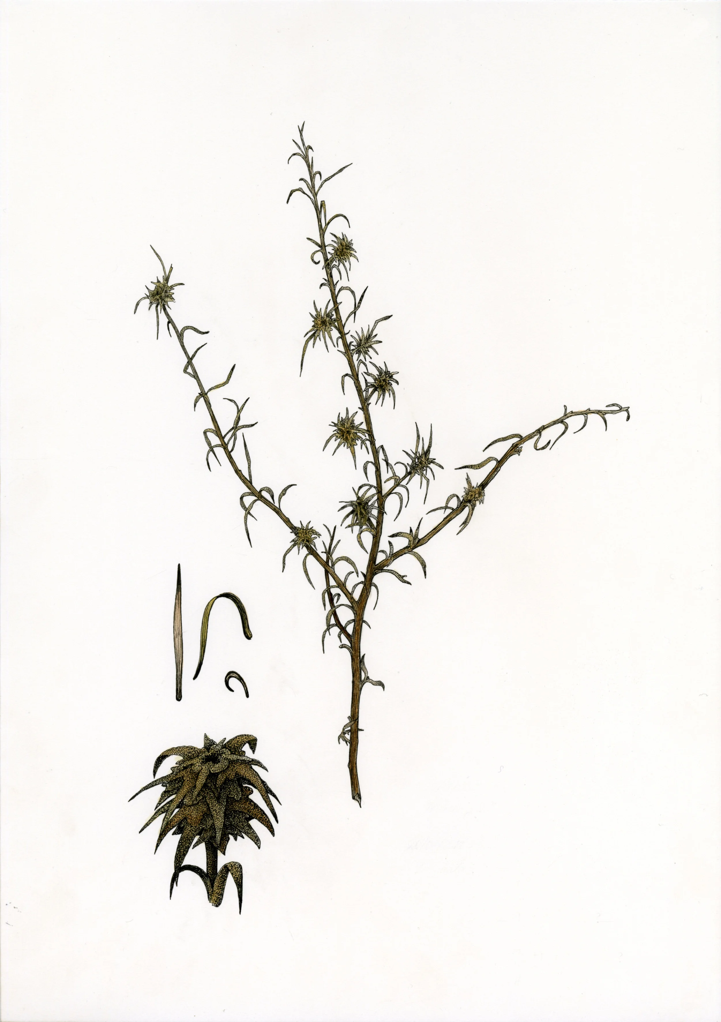 'Euromorphillia'