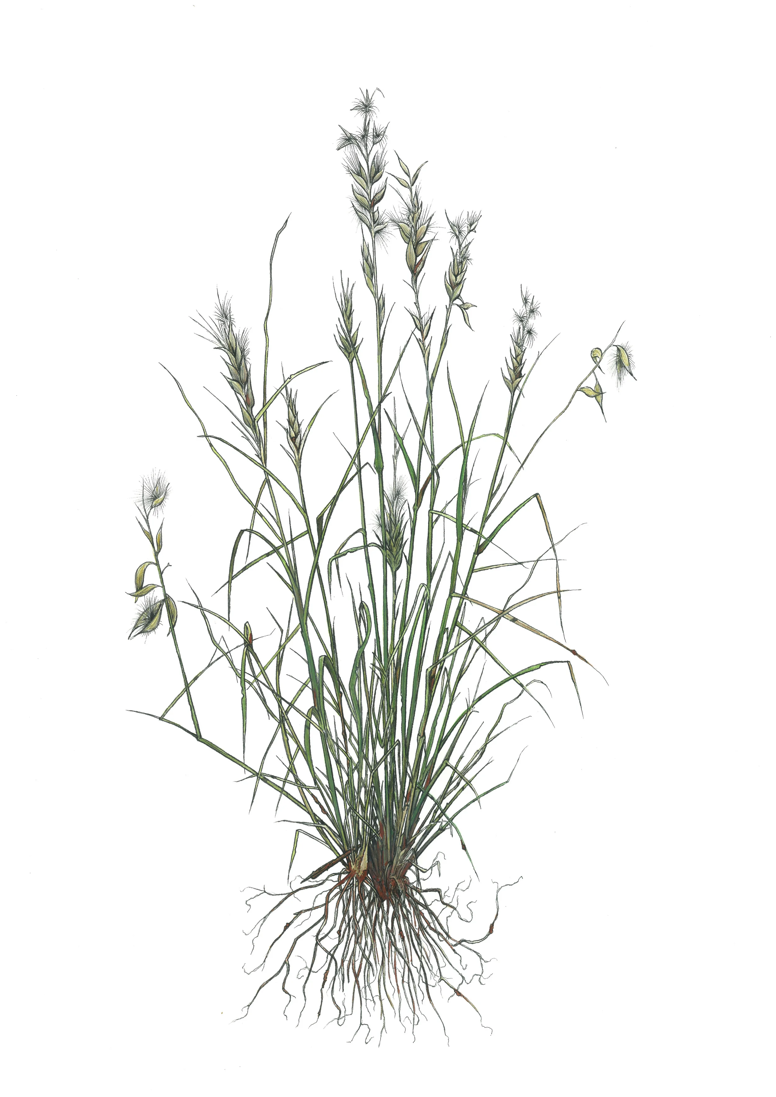 'Grass #2'