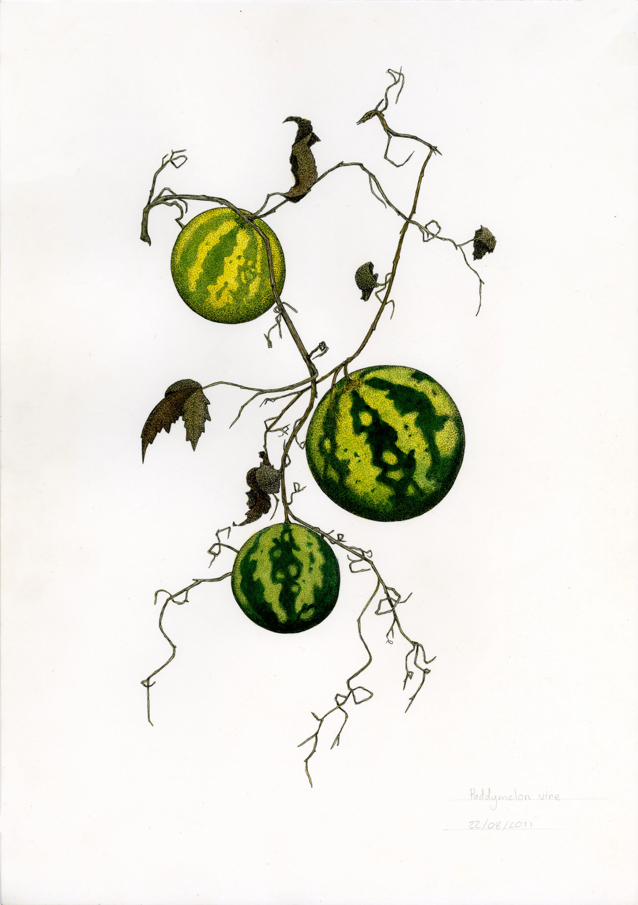 'Paddy Melon'