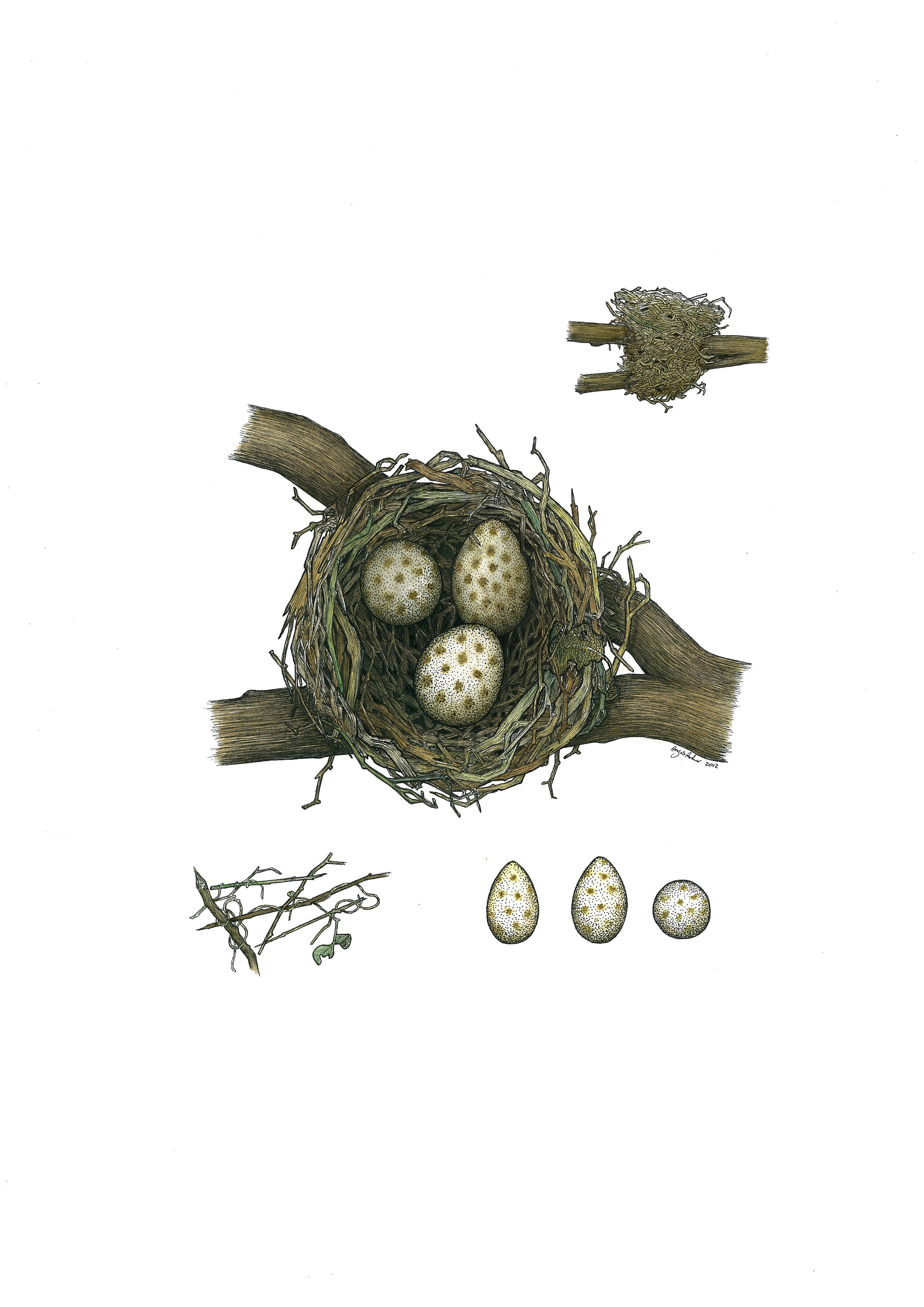 'Thrush Nest'