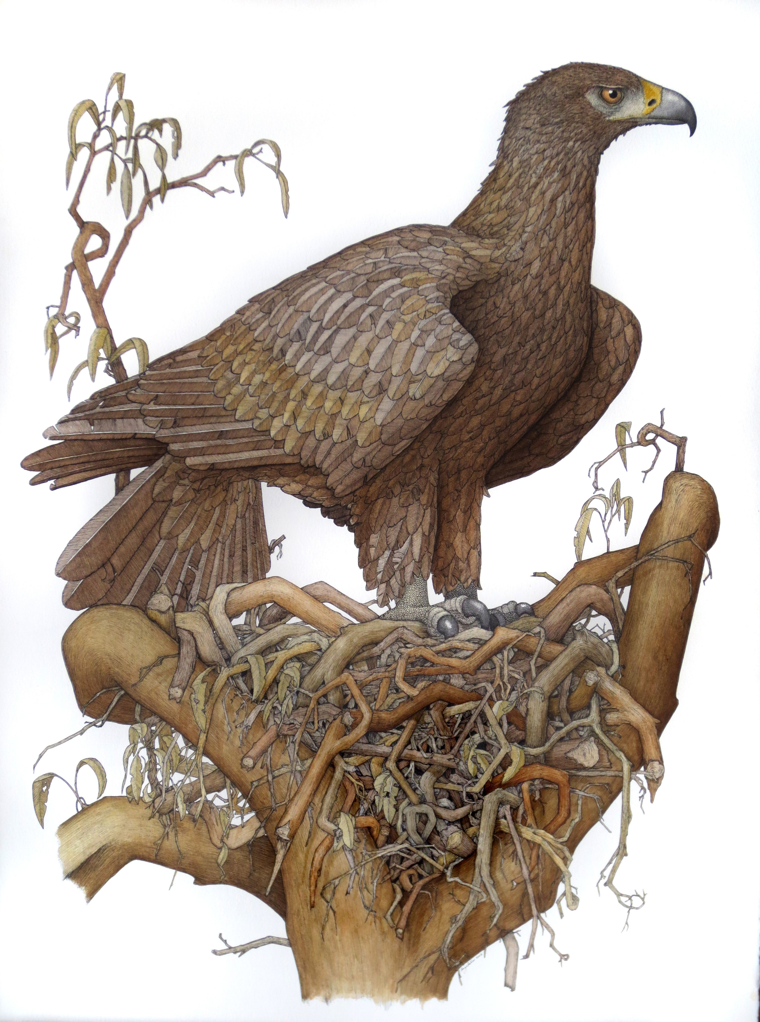'Wedge Tailed Eagle with Nest'