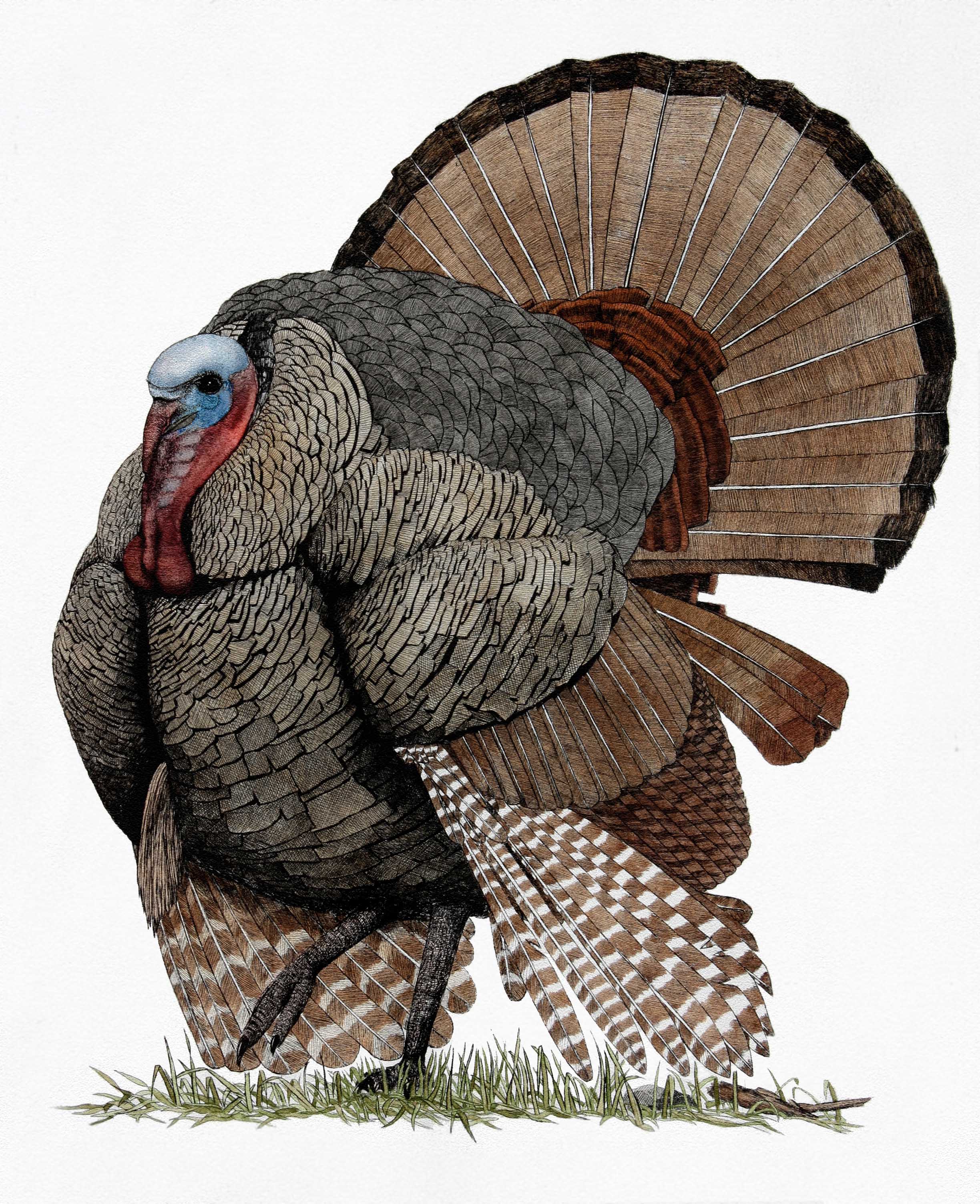 'American Turkey'