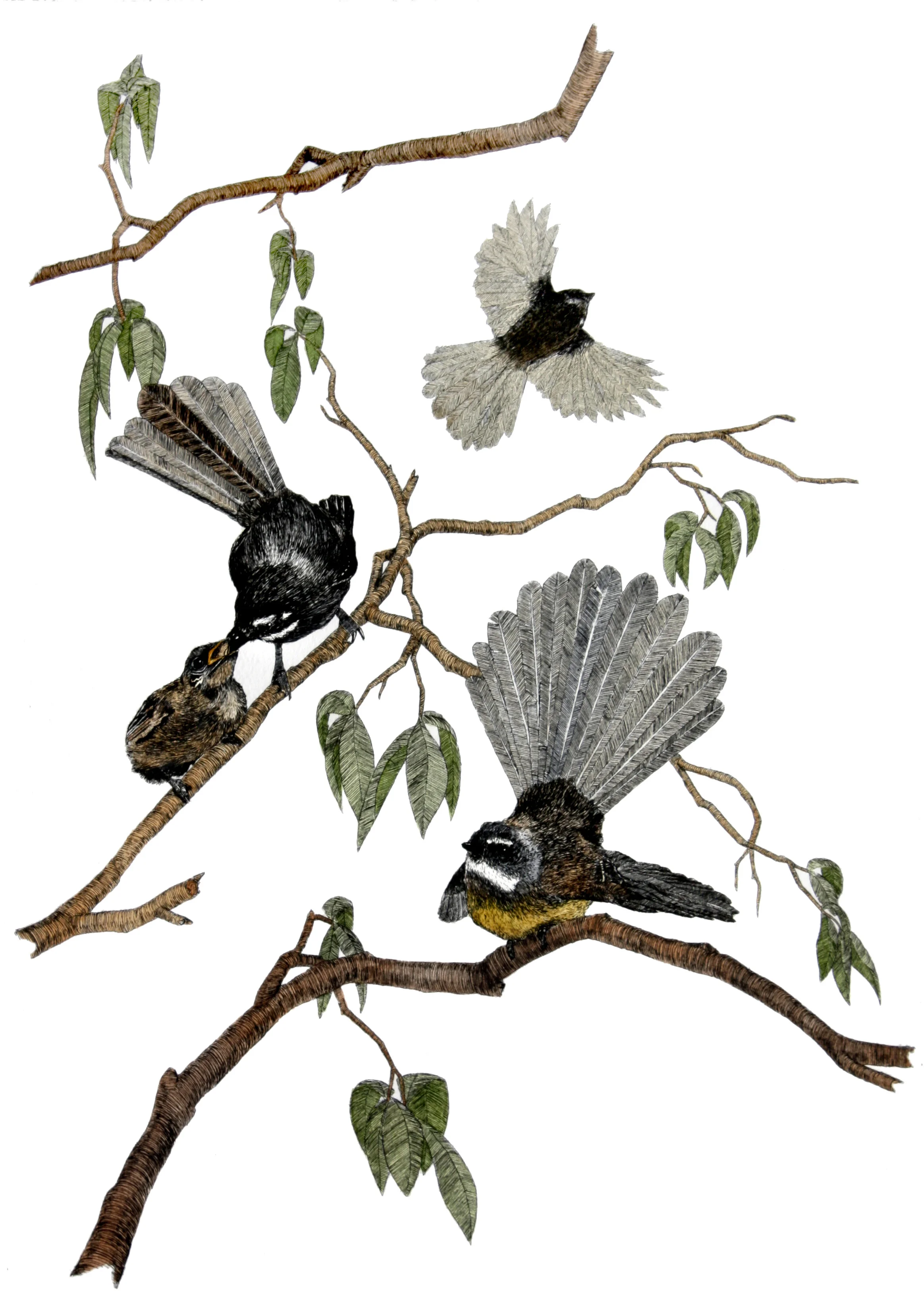 'Fantails'