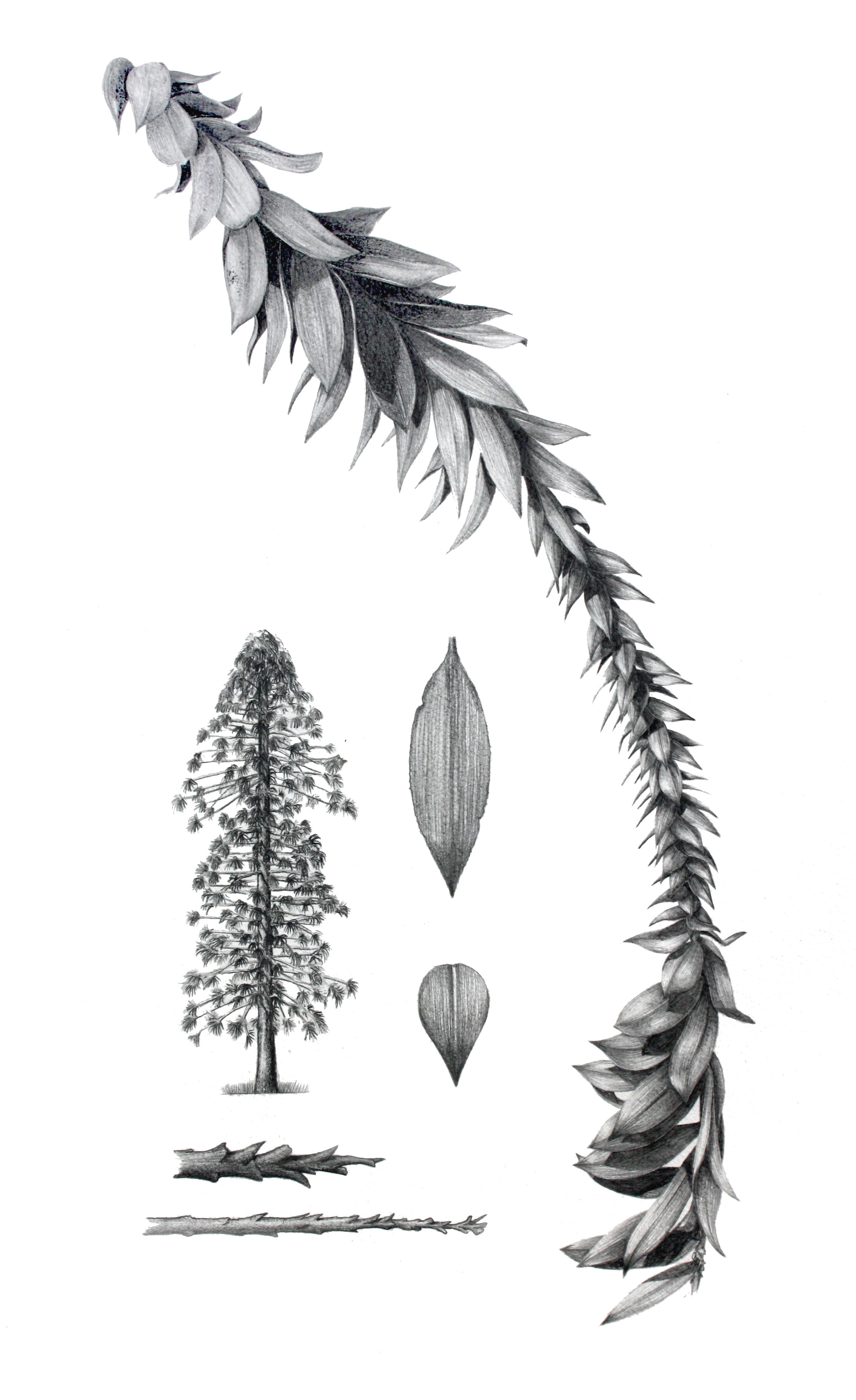 'Bunya Pine'