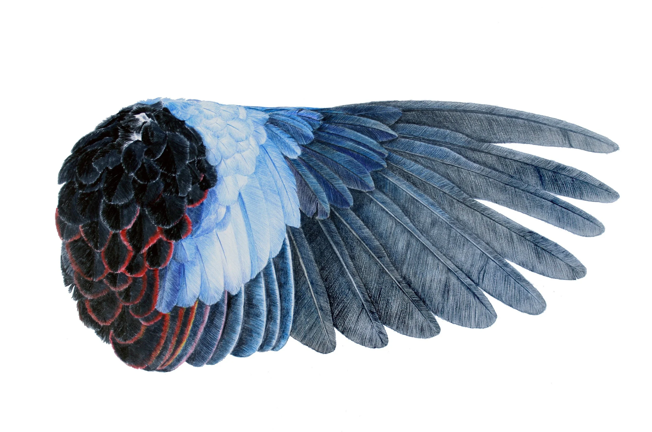 'Rosella Wing'
