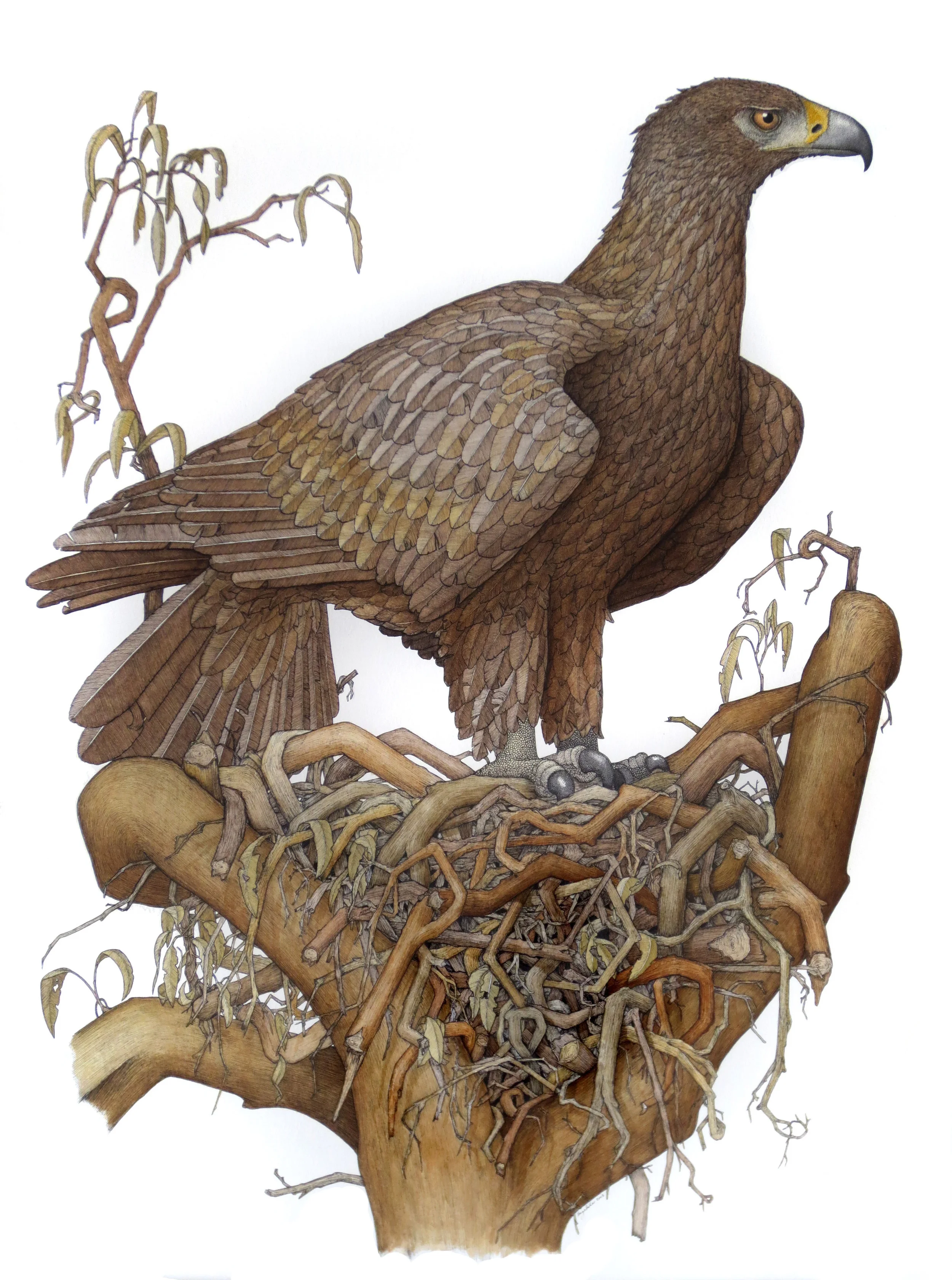 'Wedge Tailed Eagle with Nest'