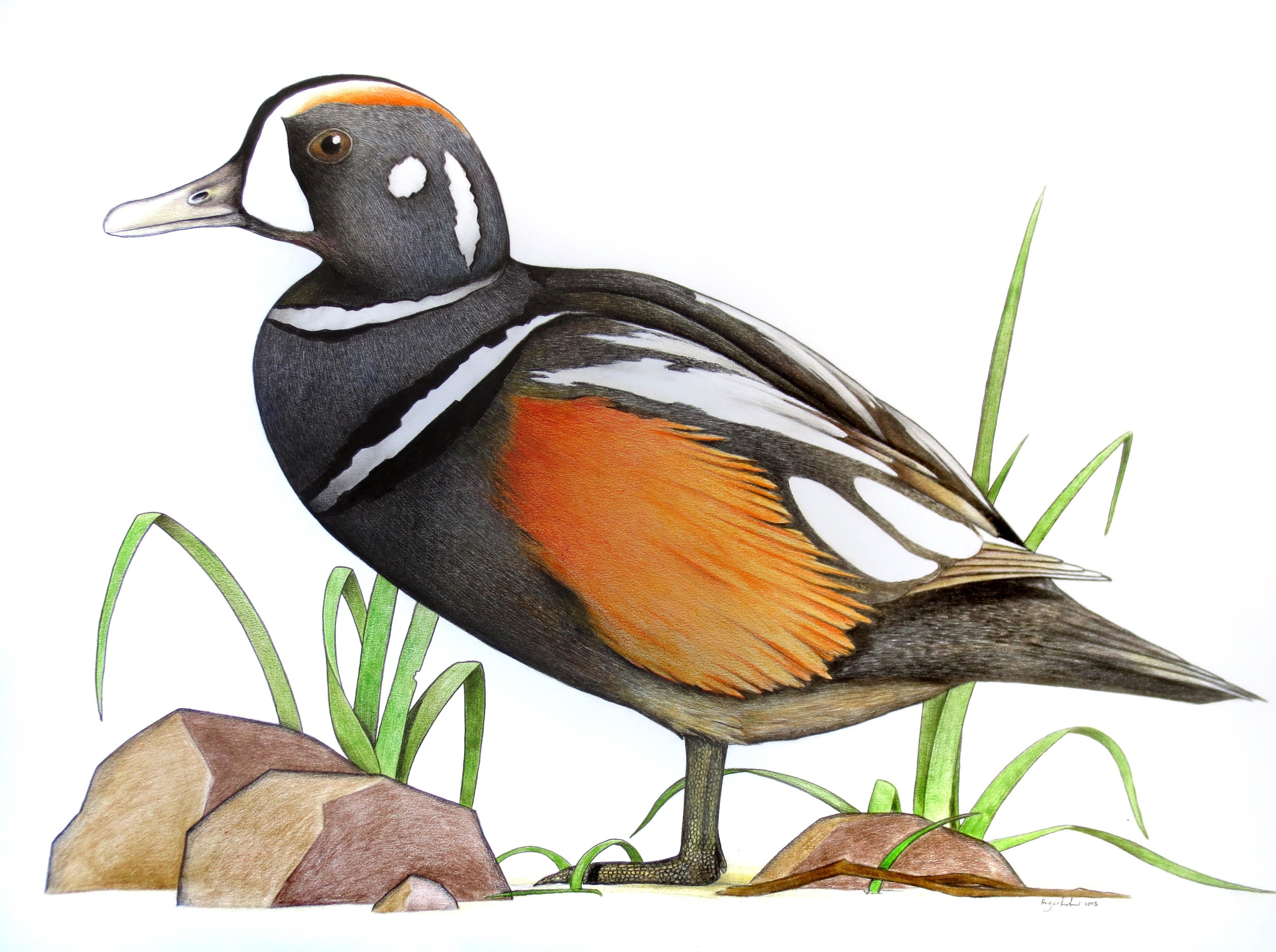 'Harlequin Duck'