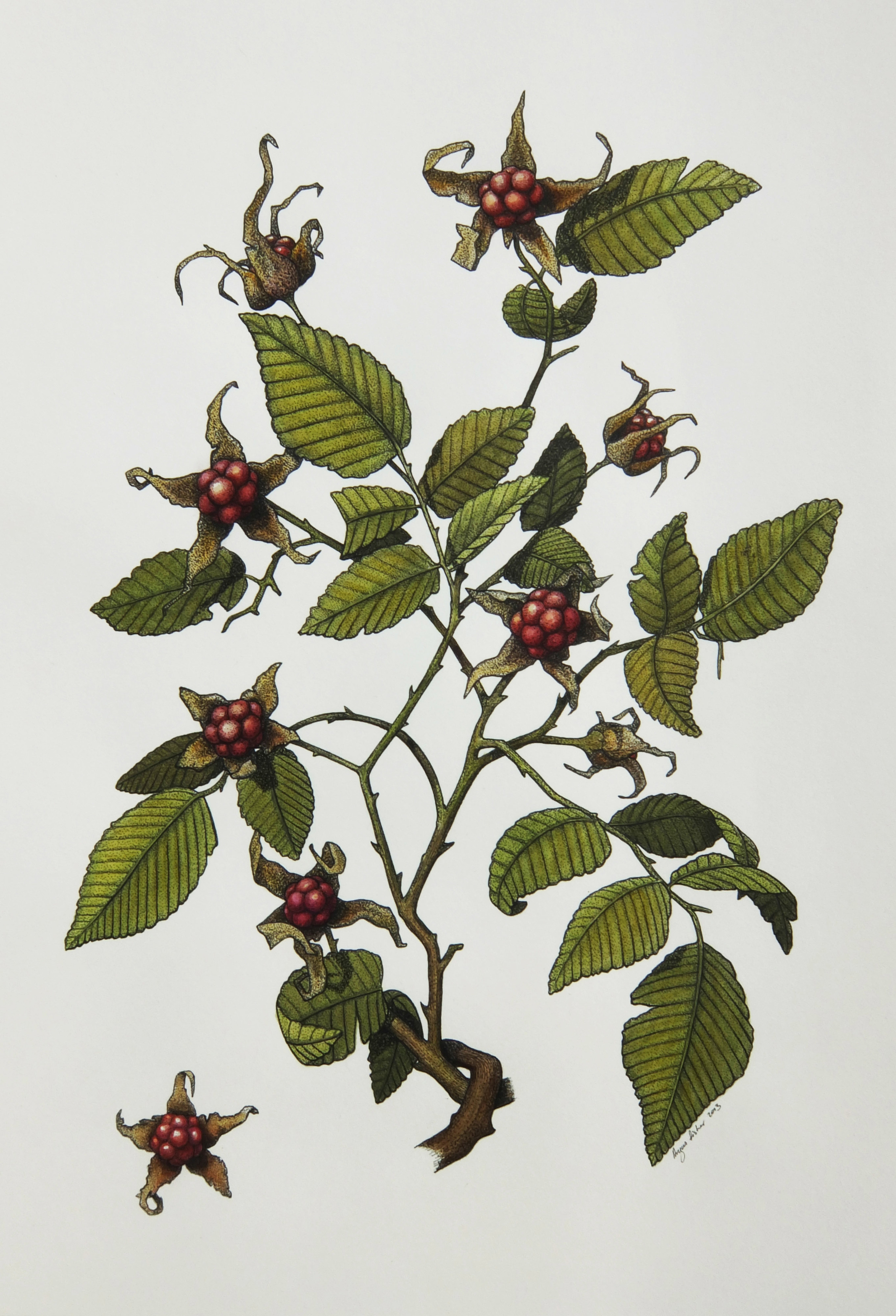 'Native Raspberry'