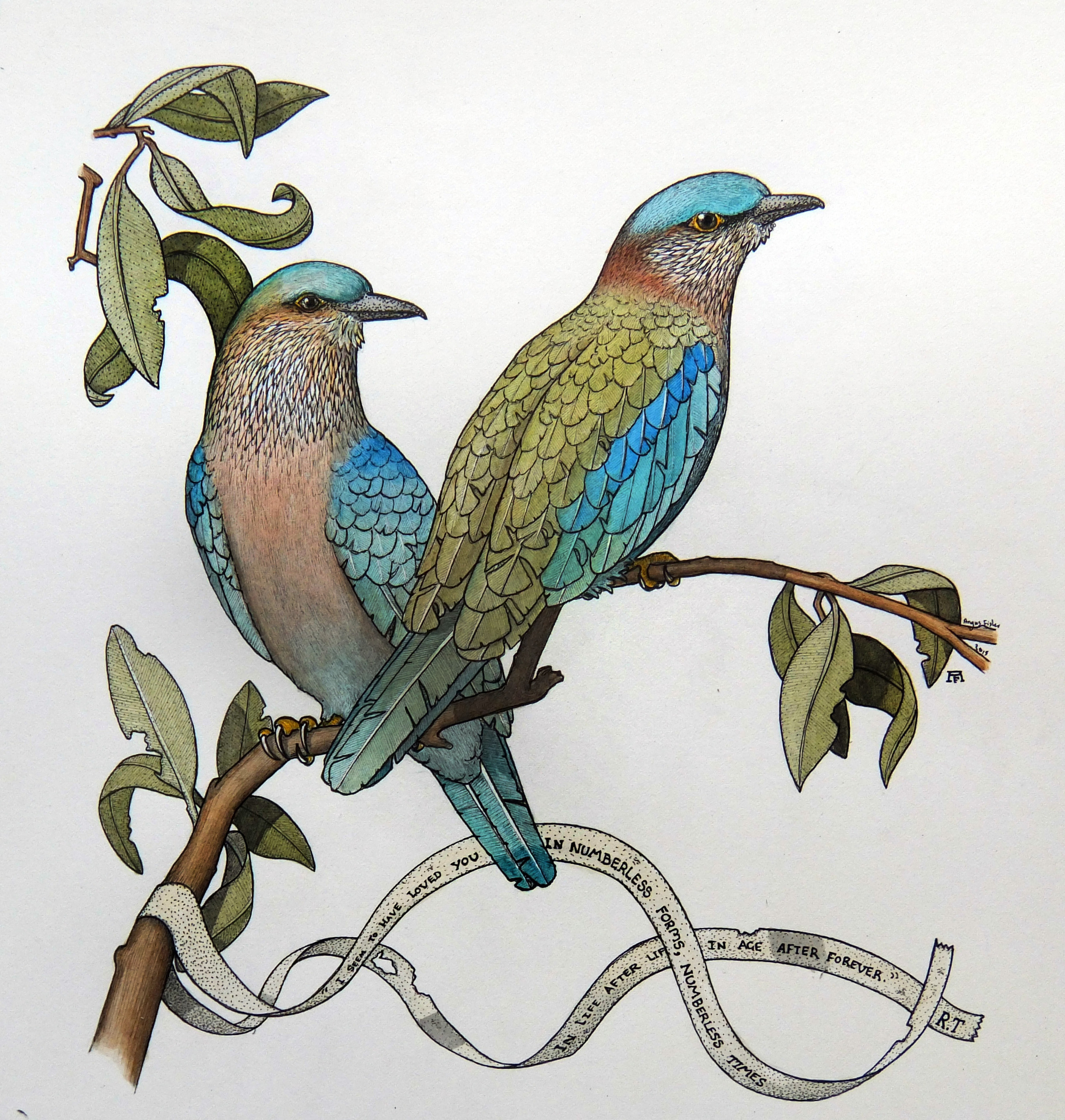 'Indian Rollers'