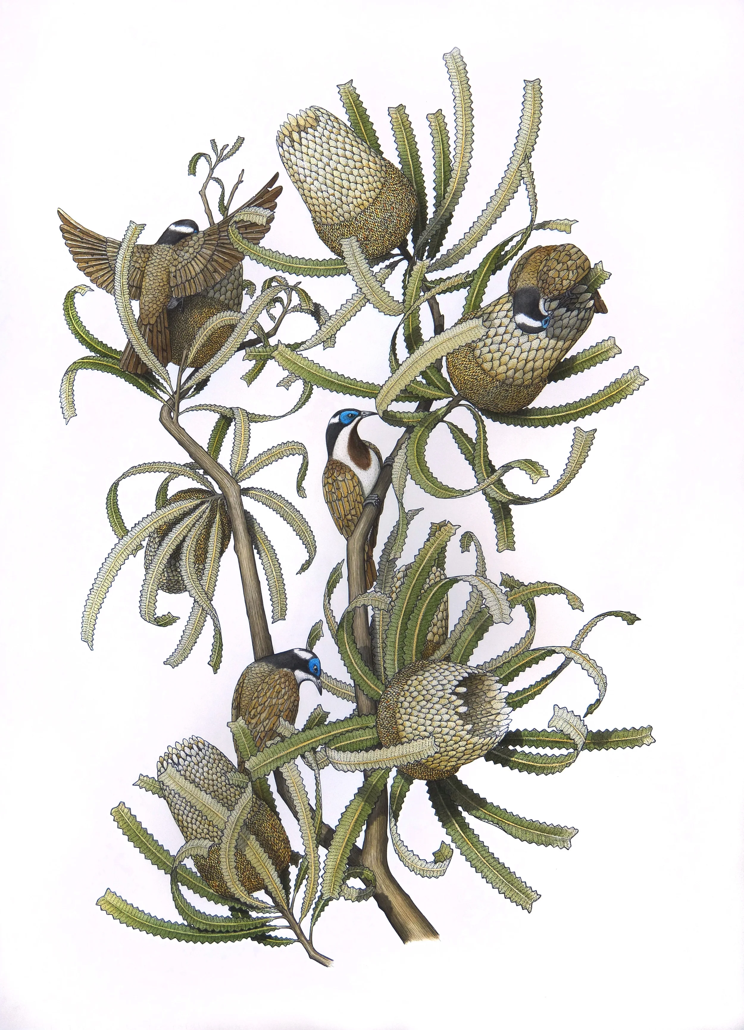 'Banksia with Honeyeaters'