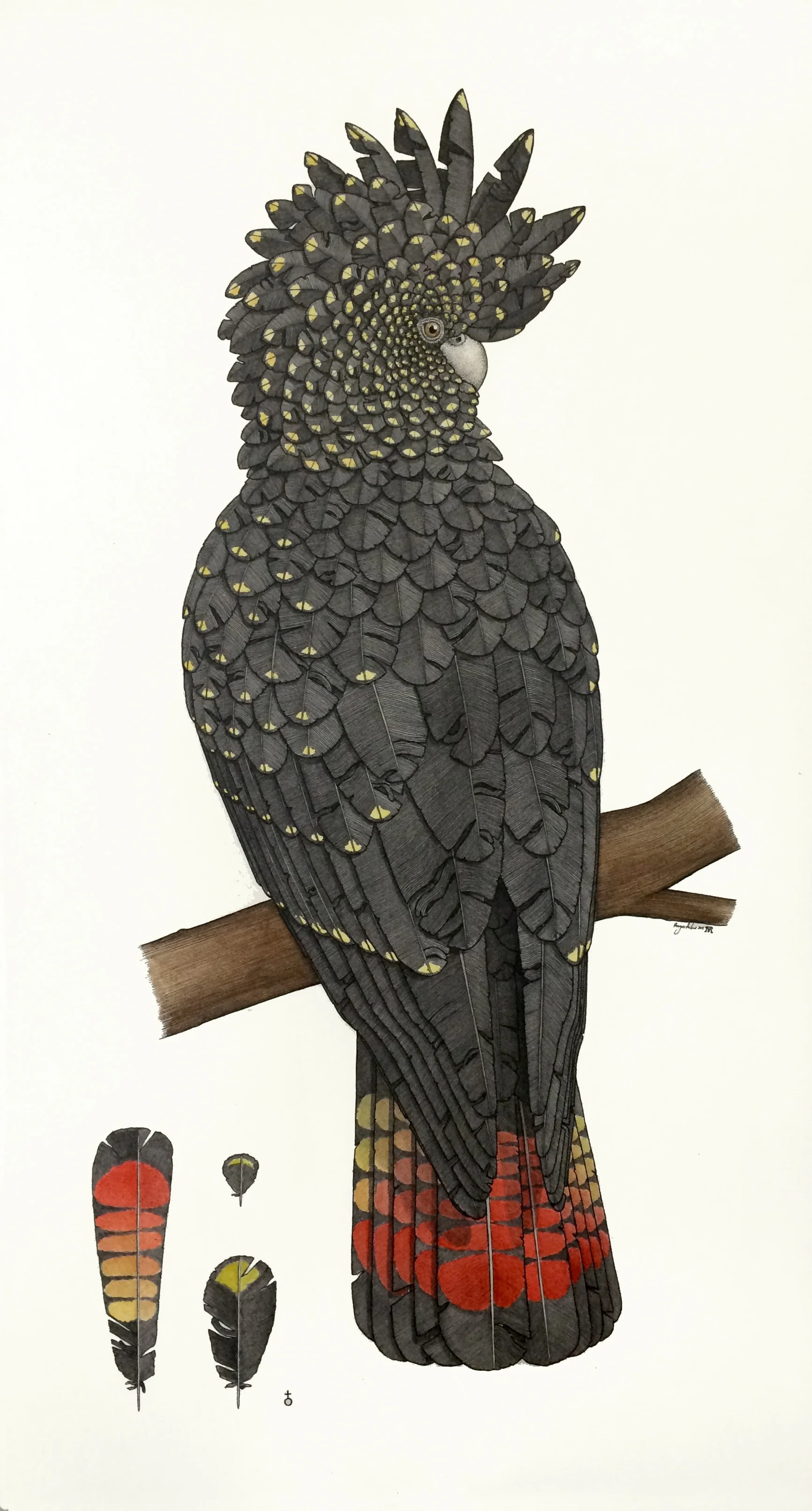 Red-tailed Black Cockatoo (female)