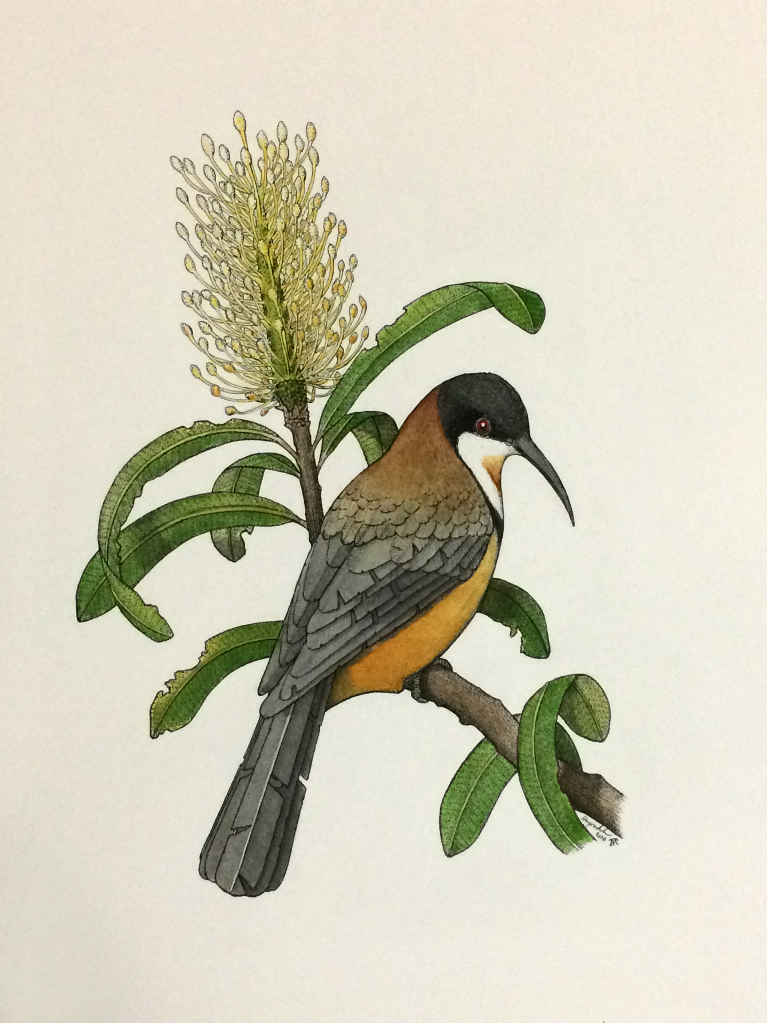 'Eastern Spinebill with Banksia'