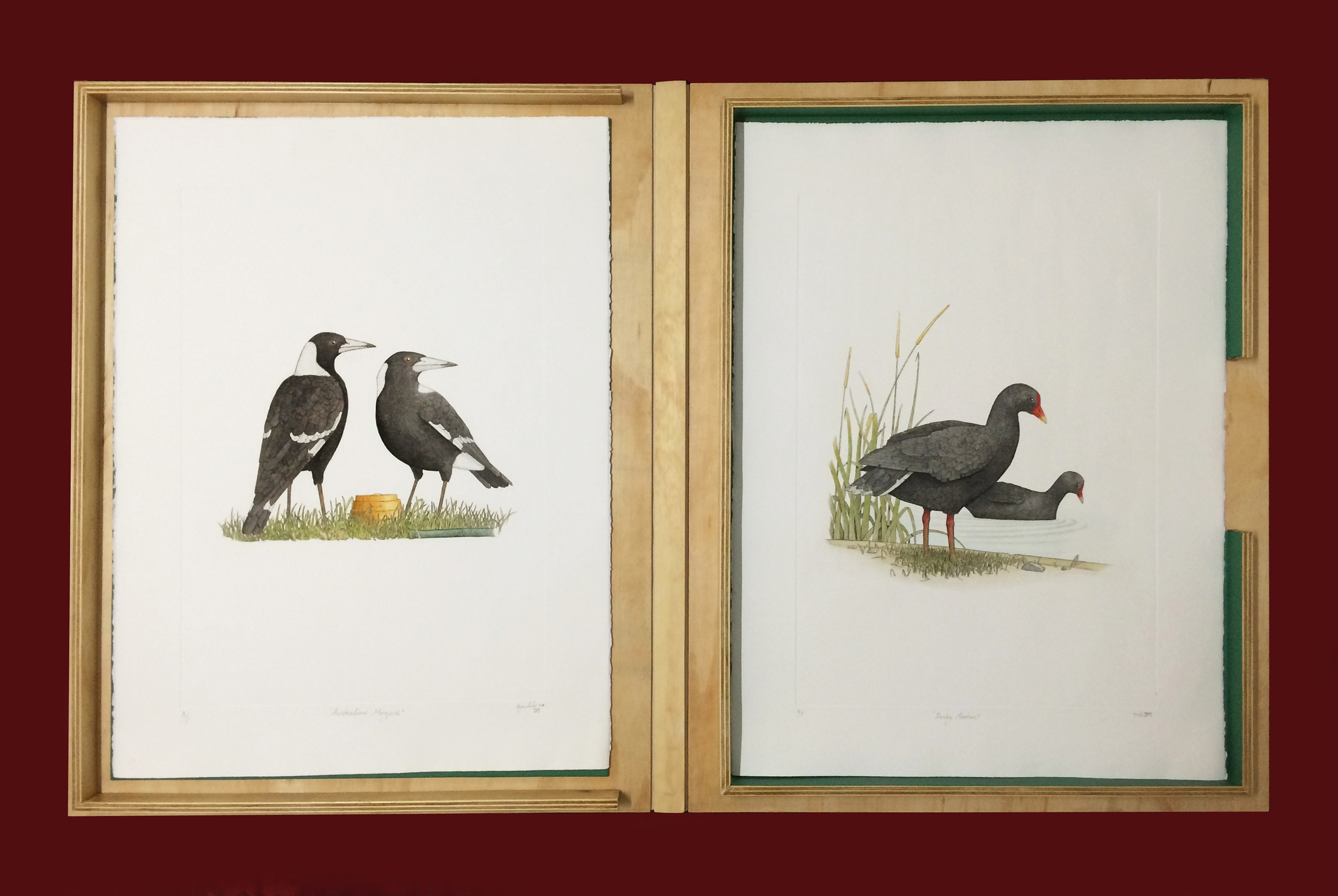 'The Birds of New Holland' Folio