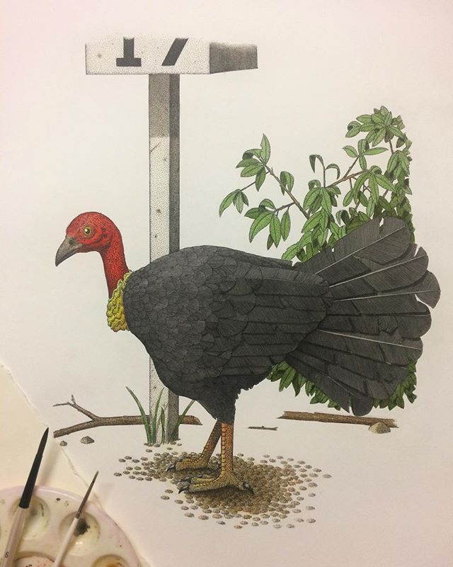 Spent some time over the weekend hand-colouring my latest etching, the 'Australian Brushturkey'. I now have two more birds to go until my 'Sydney Birds' folio is complete. Hoping to get them done in the next few weeks. #etching #intaglio #handcolour 