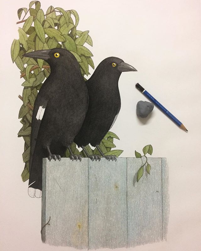 Hand-coloured the second last etching of my 'Birds of Sydney' folio yesterday, the 'Currawong'. The folio of etchings represents the common birds of the Sydney region and is designed as a contemporary accompaniment to J.W Lewin's folio 'The Birds of 