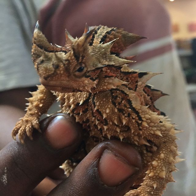 Up in the NT for a couple of weeks and just met this little Thorny Devil. They were my favourite animal as a kid and I still think they're pretty cool. I drew one a couple of years ago up here but this one is far more colourful. #simpsondesert #lizar