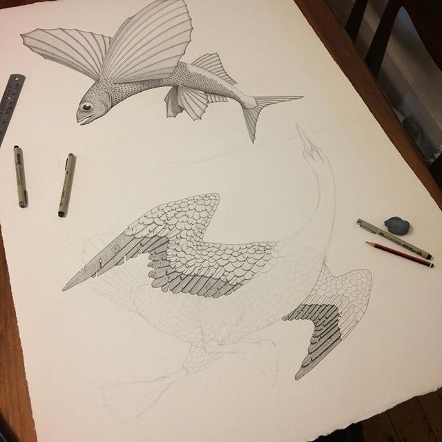 'Flying fish and Diving Birds' Ink pen on paper. A few days in and pretty happy with how this is starting to come together. After I finish all the pen work I'm planning on adding some colour with washes of watercolour paint over the top. #fish #flyin