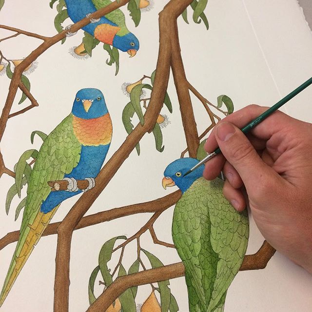 Hand colouring a 'Rainbow Lorikeet' etching with watercolour paints. Print is one of twenty-four from my recently completed 'Birds of New Holland' folio. #printmaking #print #etching #intaglio #handcoloured #lorikeet #rainbowlorikeet  #bird #sydneybi