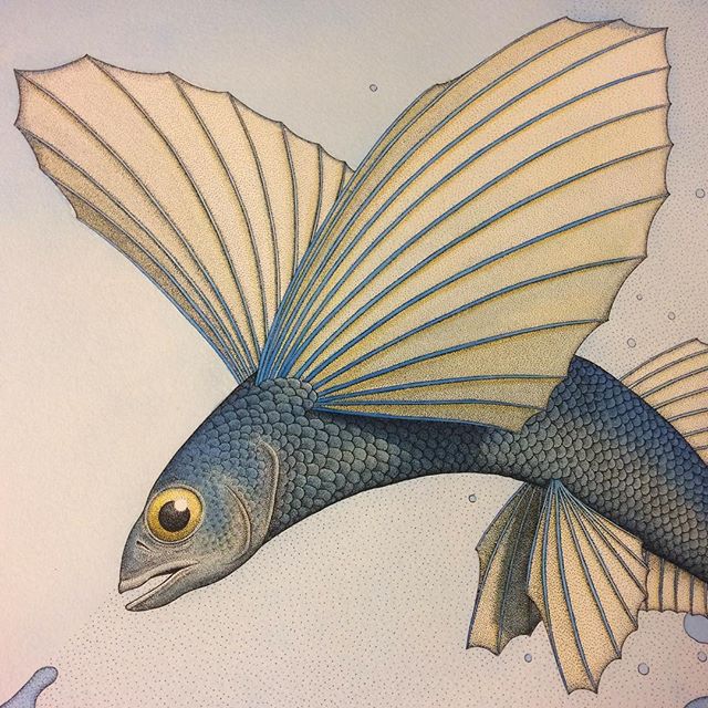 Crop of a Flying Fish from a drawing i'm working on. Spent today putting some colour washes over the top of the pen detail. #drawing #painting #watercolour #watercolor #paint #inkdrawing #pendrawing #fish #flyingfish #australasiangannet #gannet #sea 