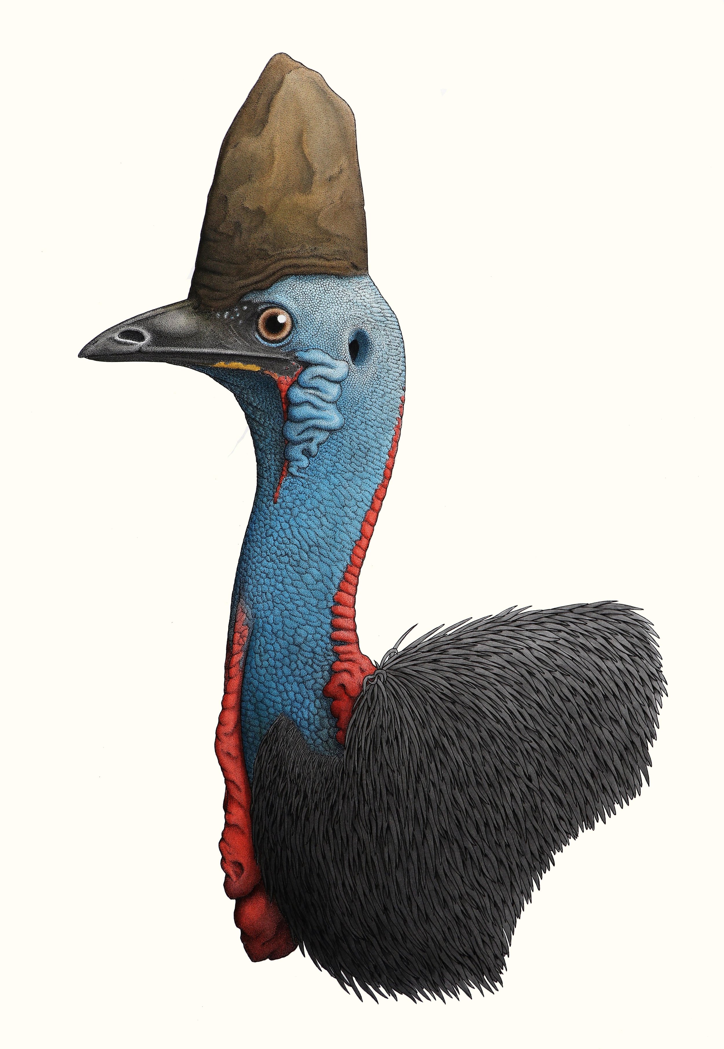 'The Cassowary'