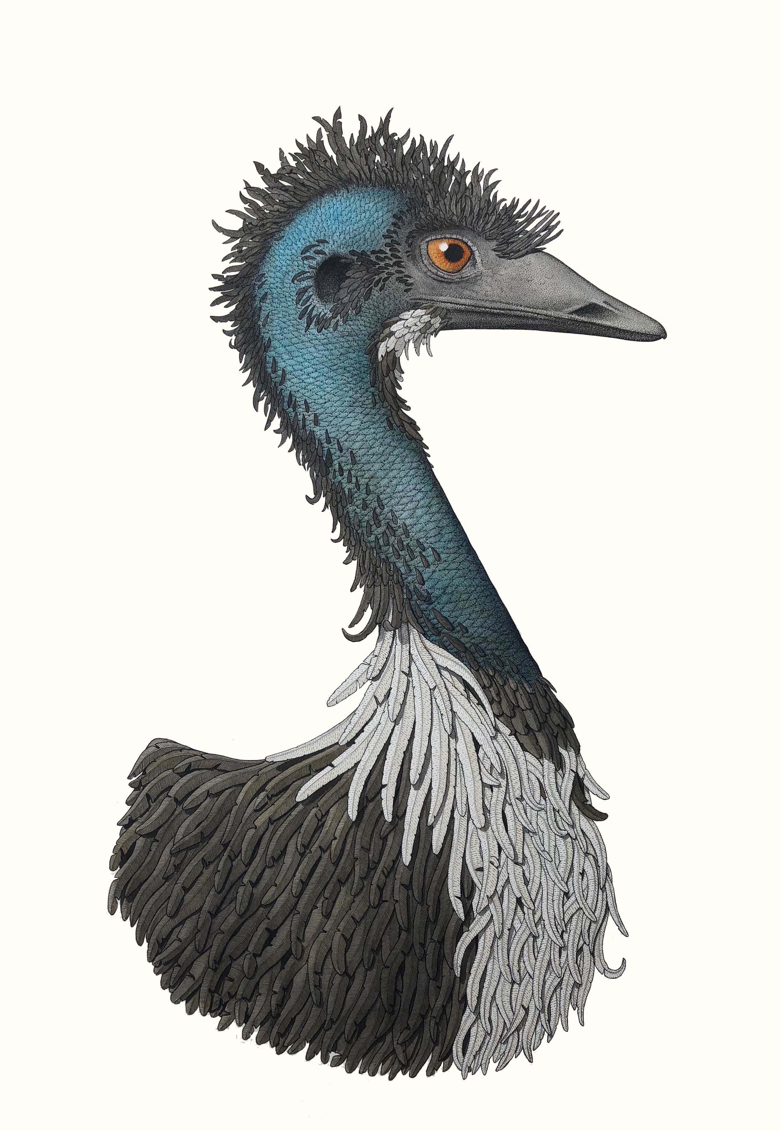 'The Emu'