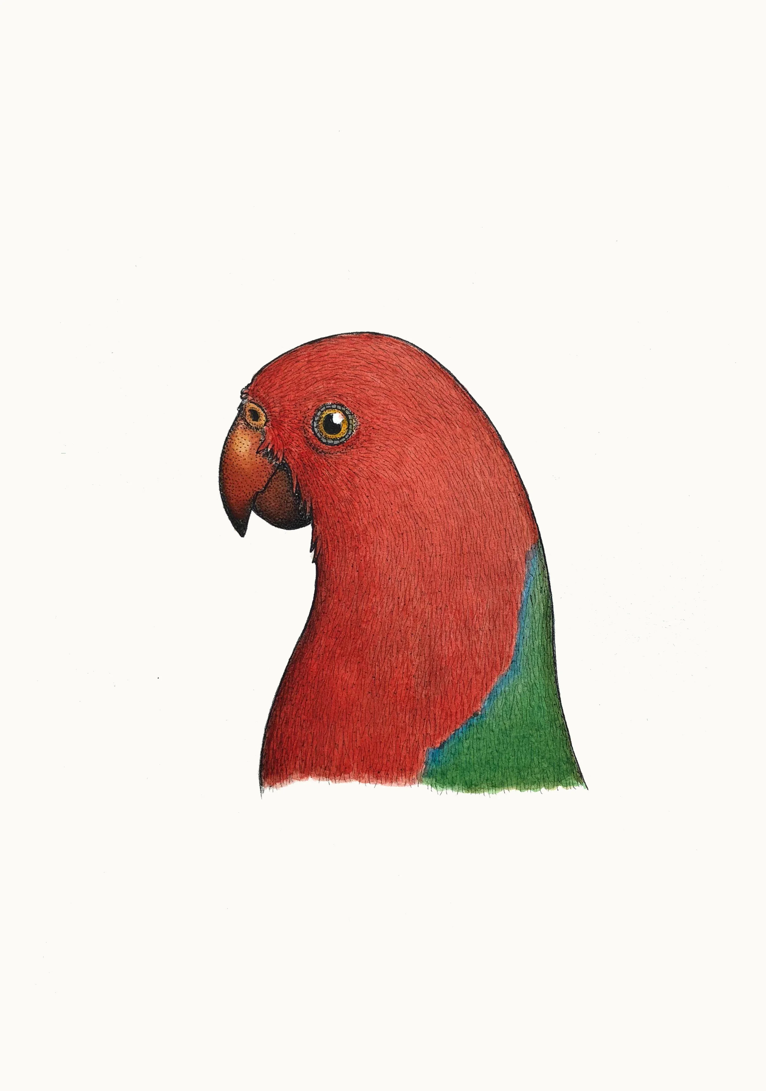 'Portrait of a King Parrot'