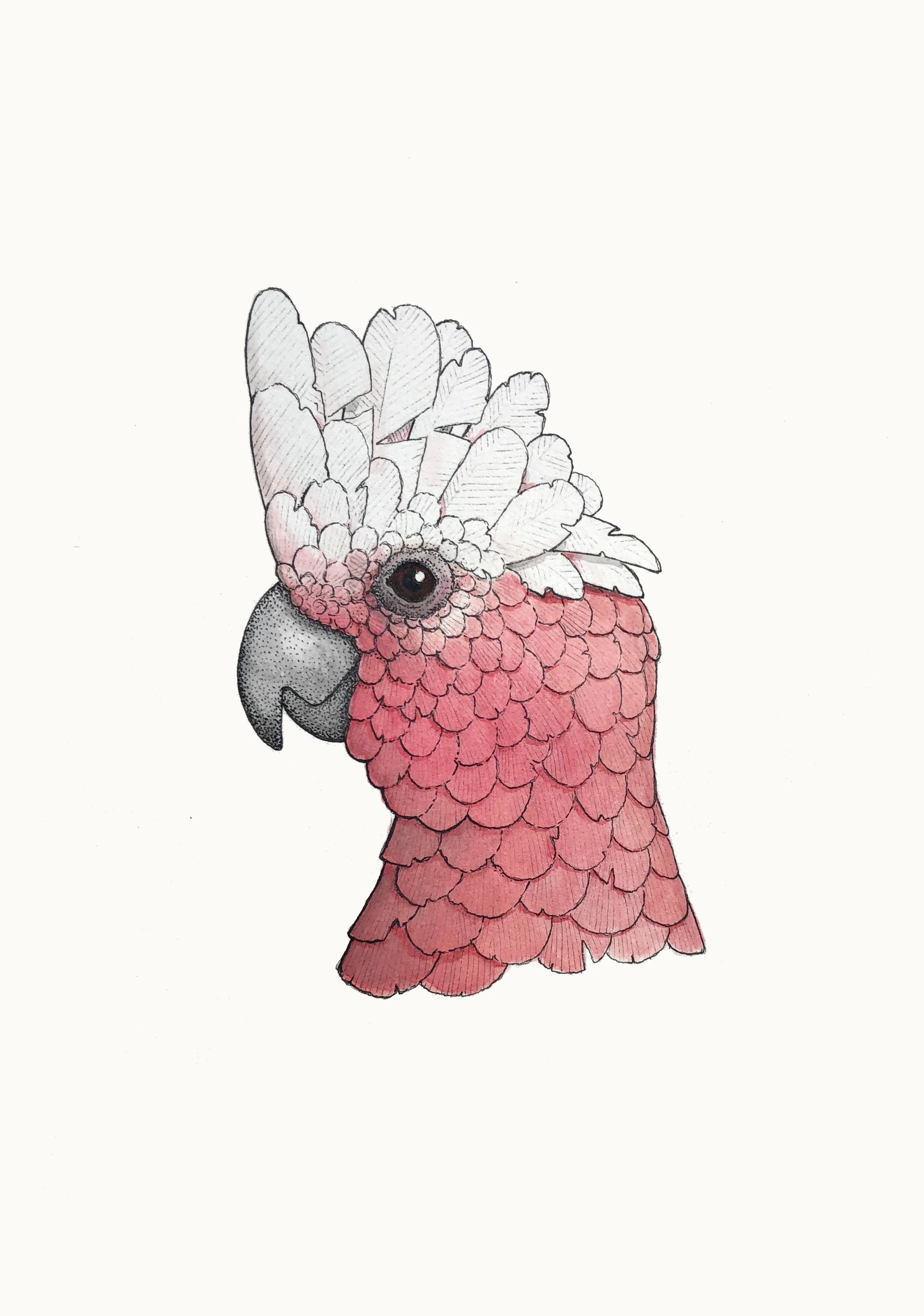 'Portrait of a Galah'