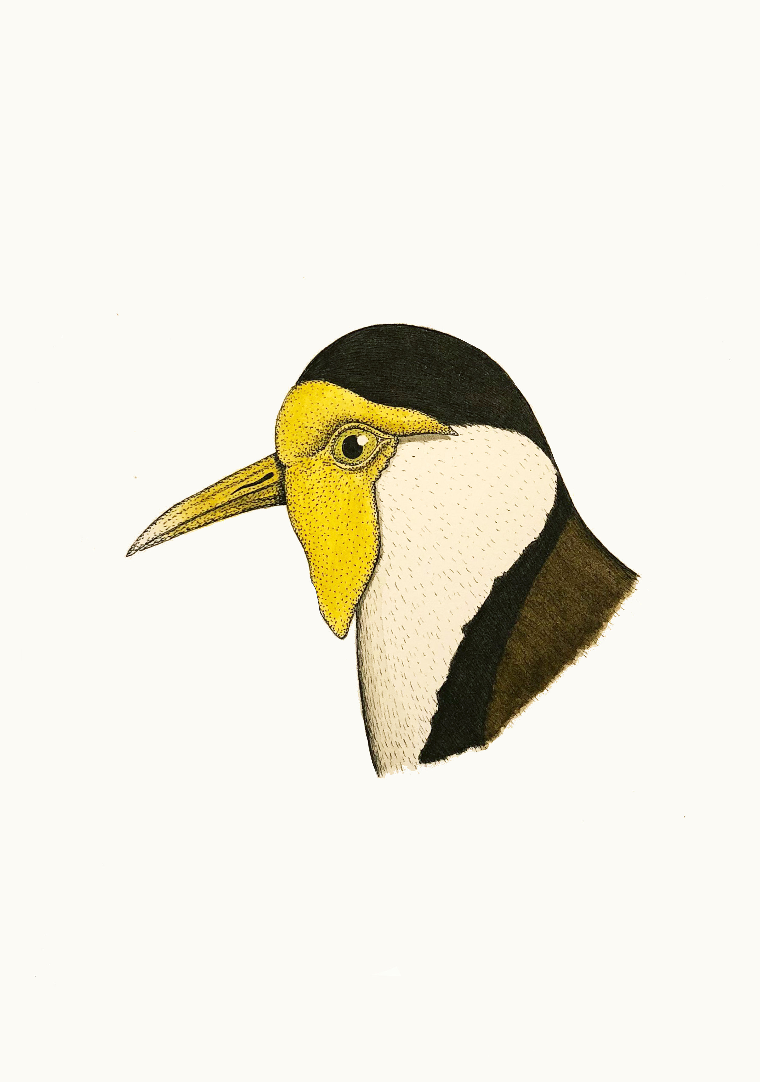'Portrait of a Masked Lapwing'