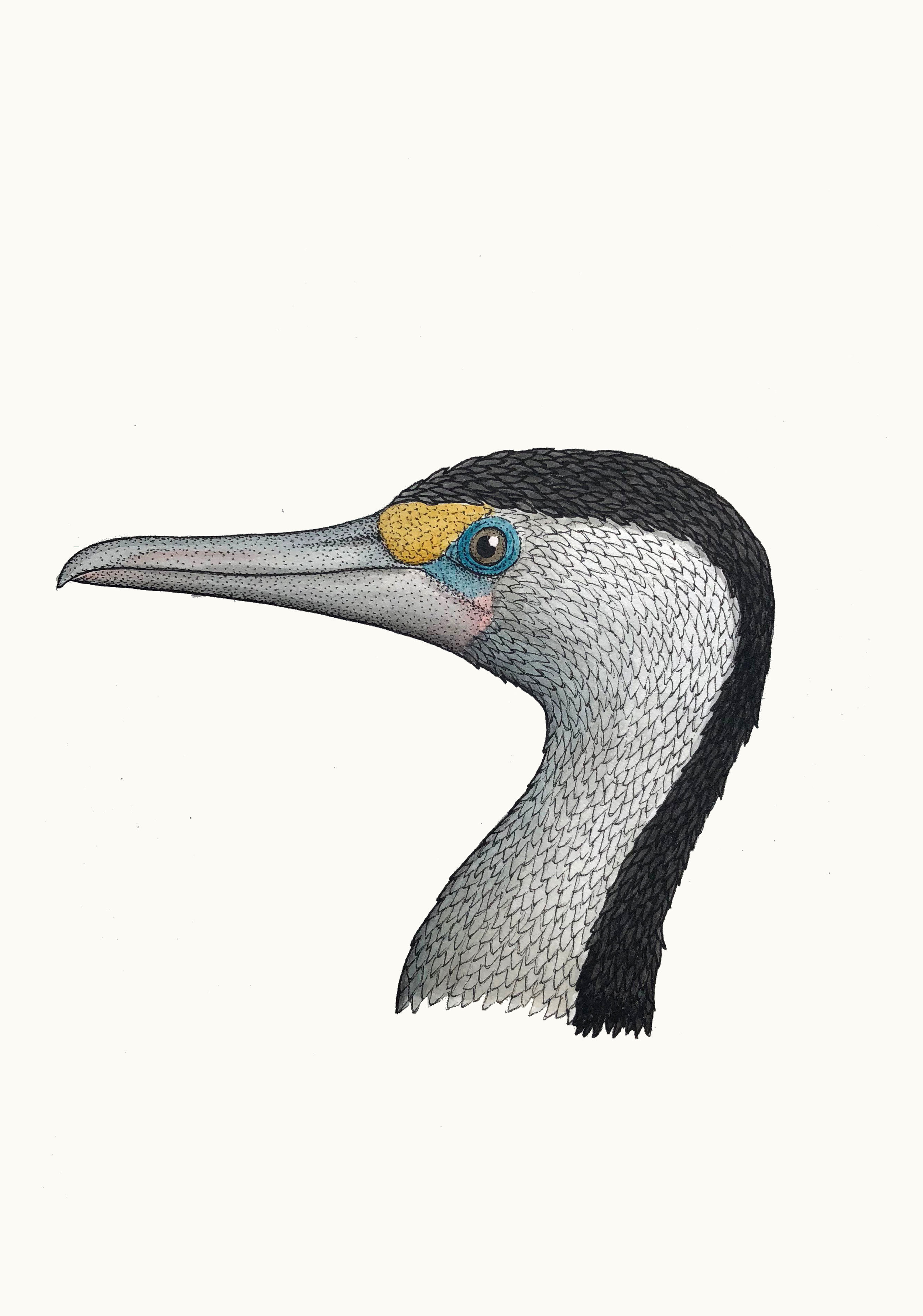 'Portrait of a Pied Cormorant'