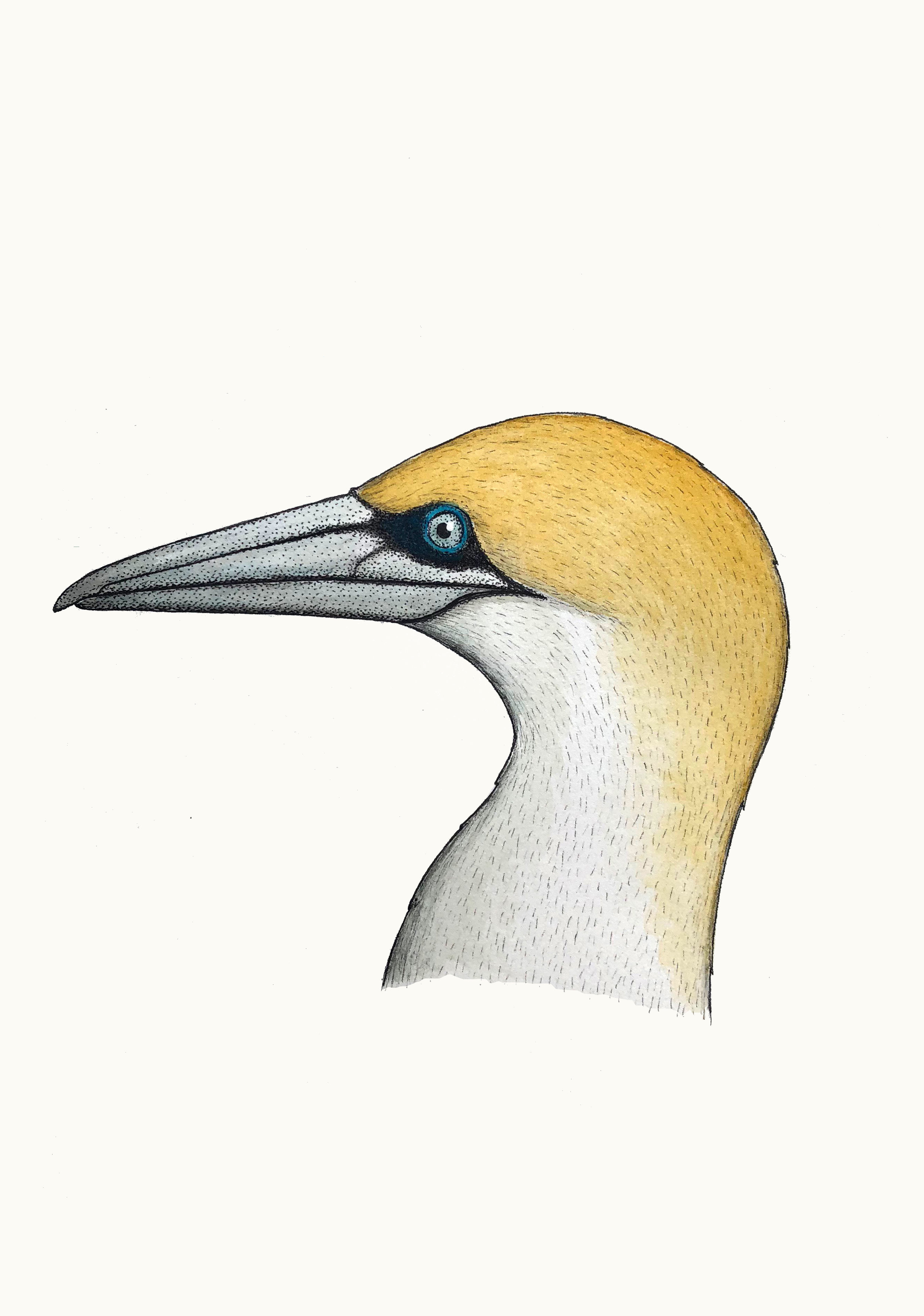 'Portrait of an Australasian Gannet'