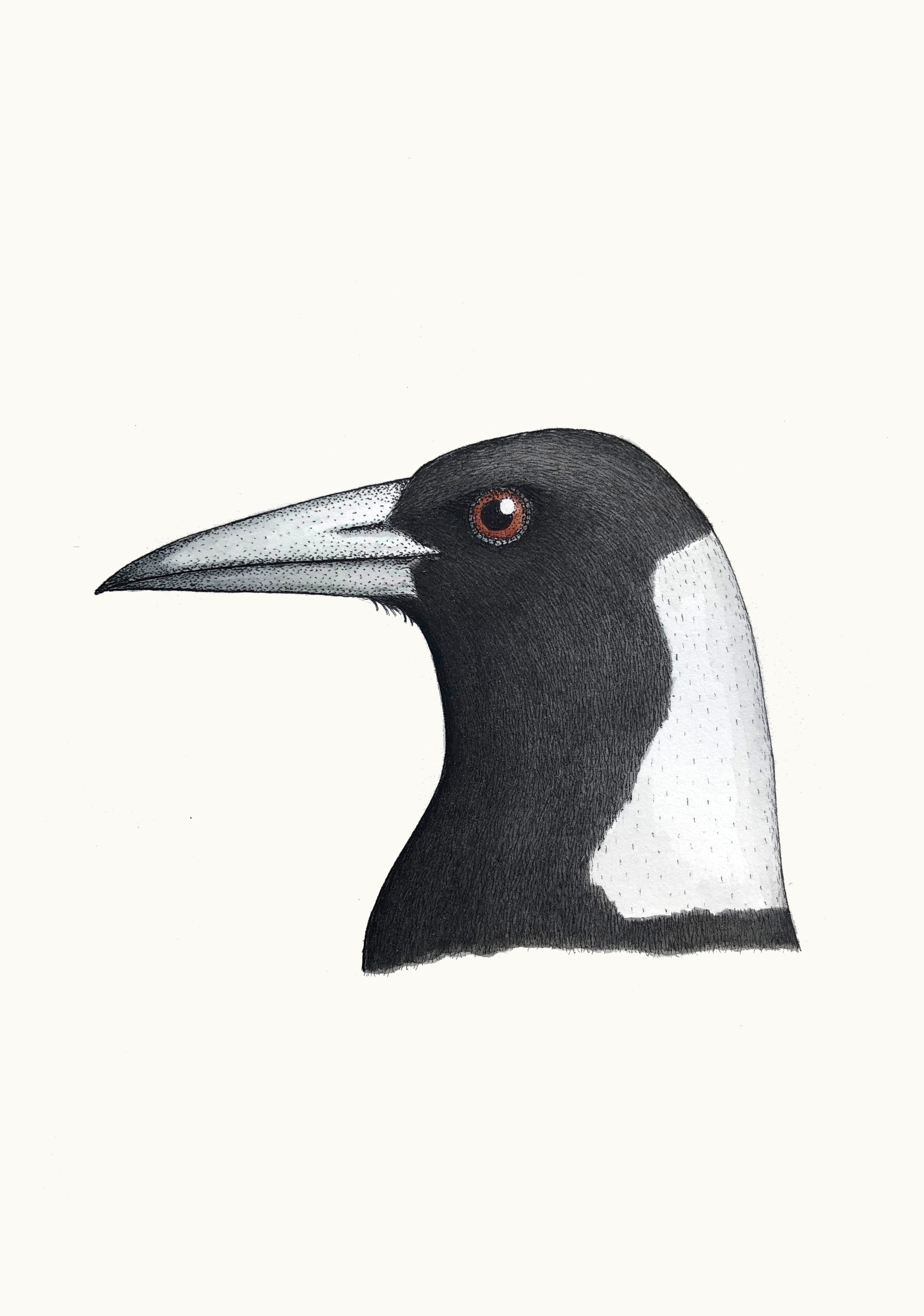 'Portrait of an Australian Magpie'