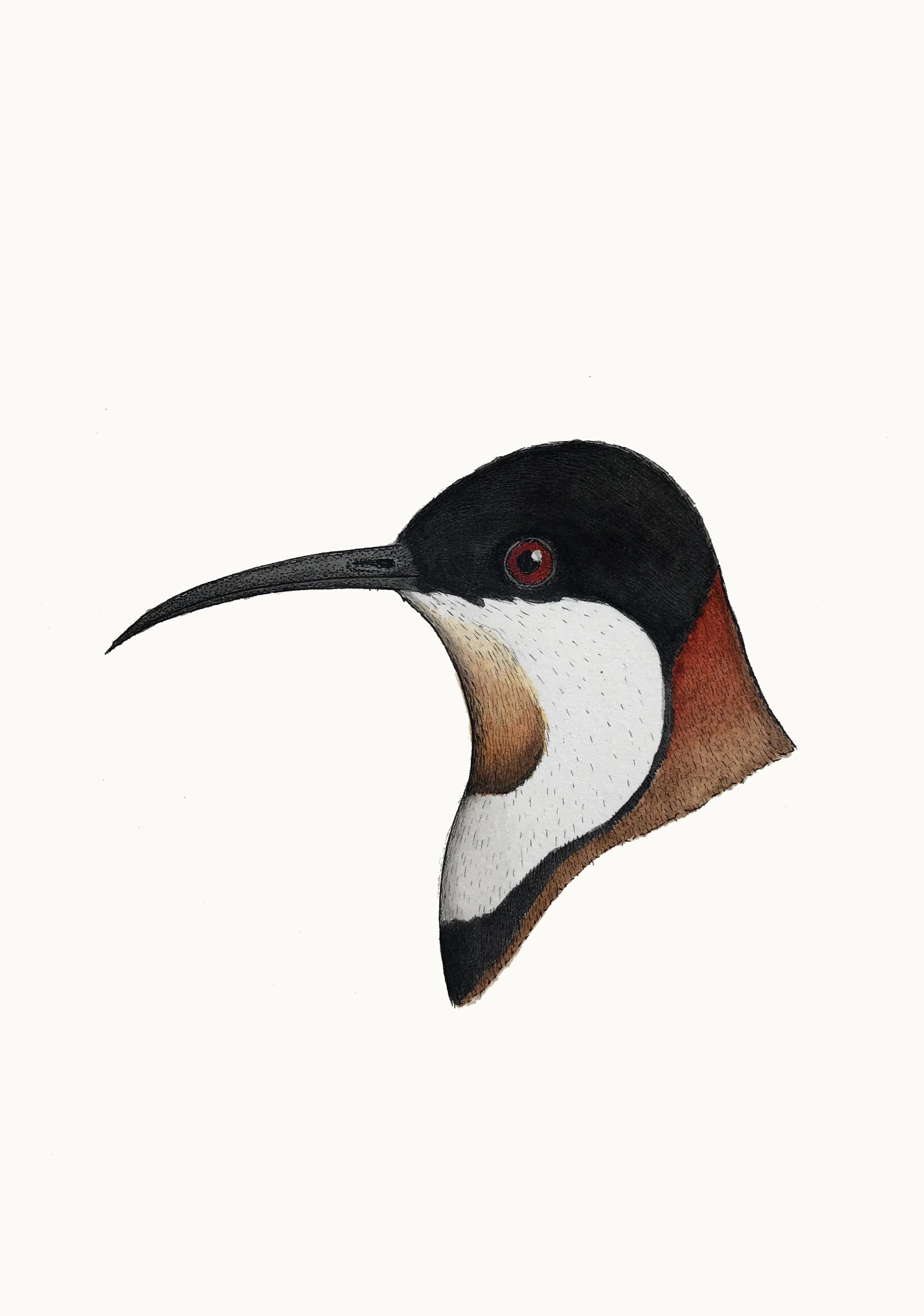 'Portrait of an Eastern Spinebill'