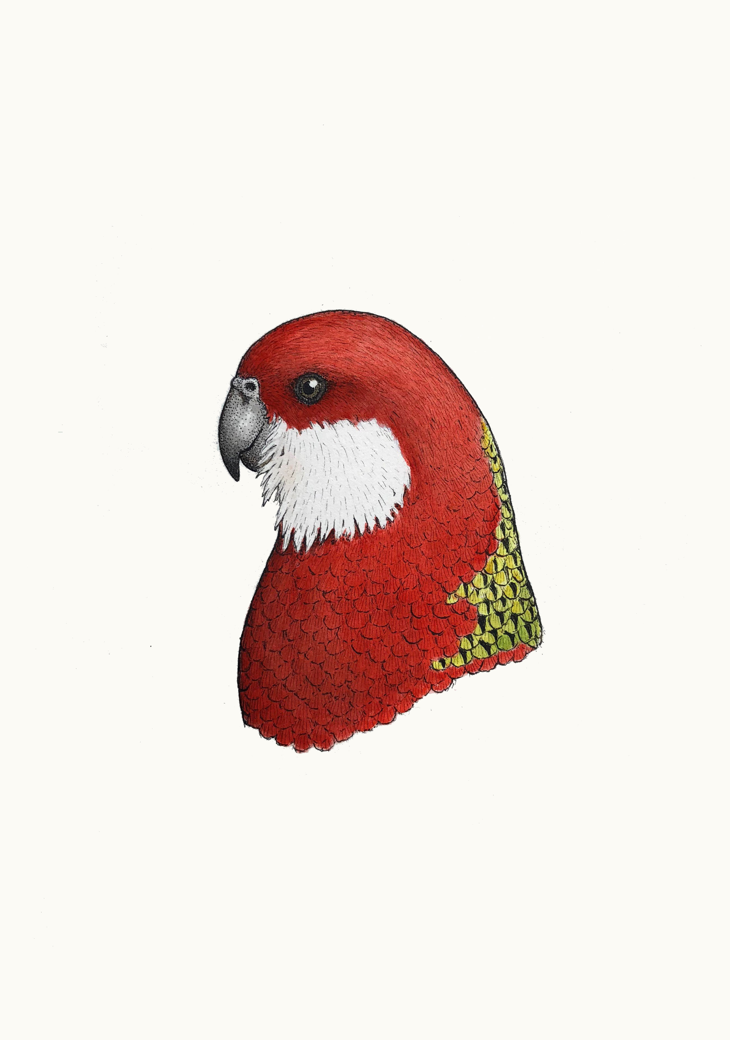 'Portrait of an Eastern Rosella'