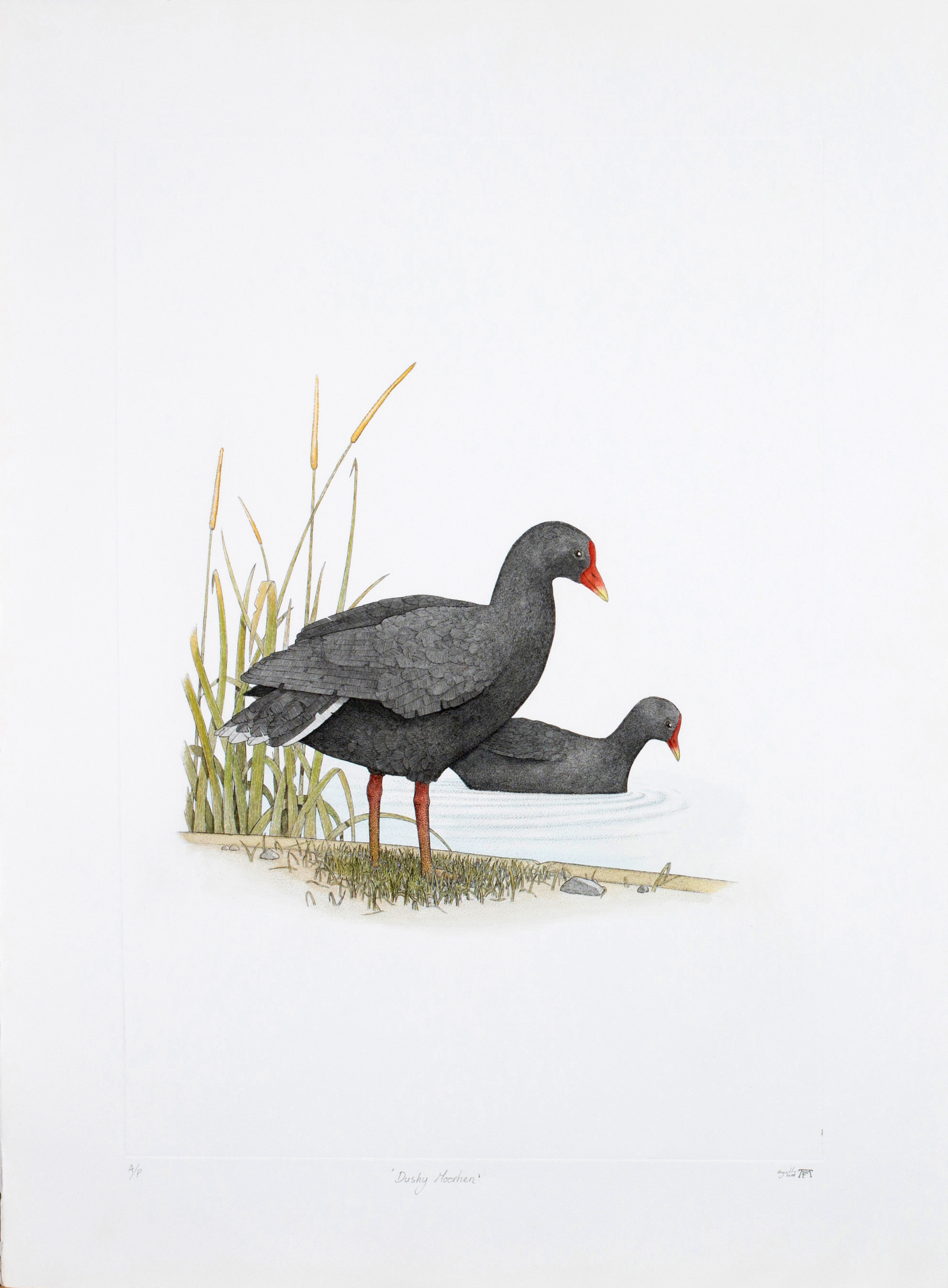 'Dusky Moorhen'