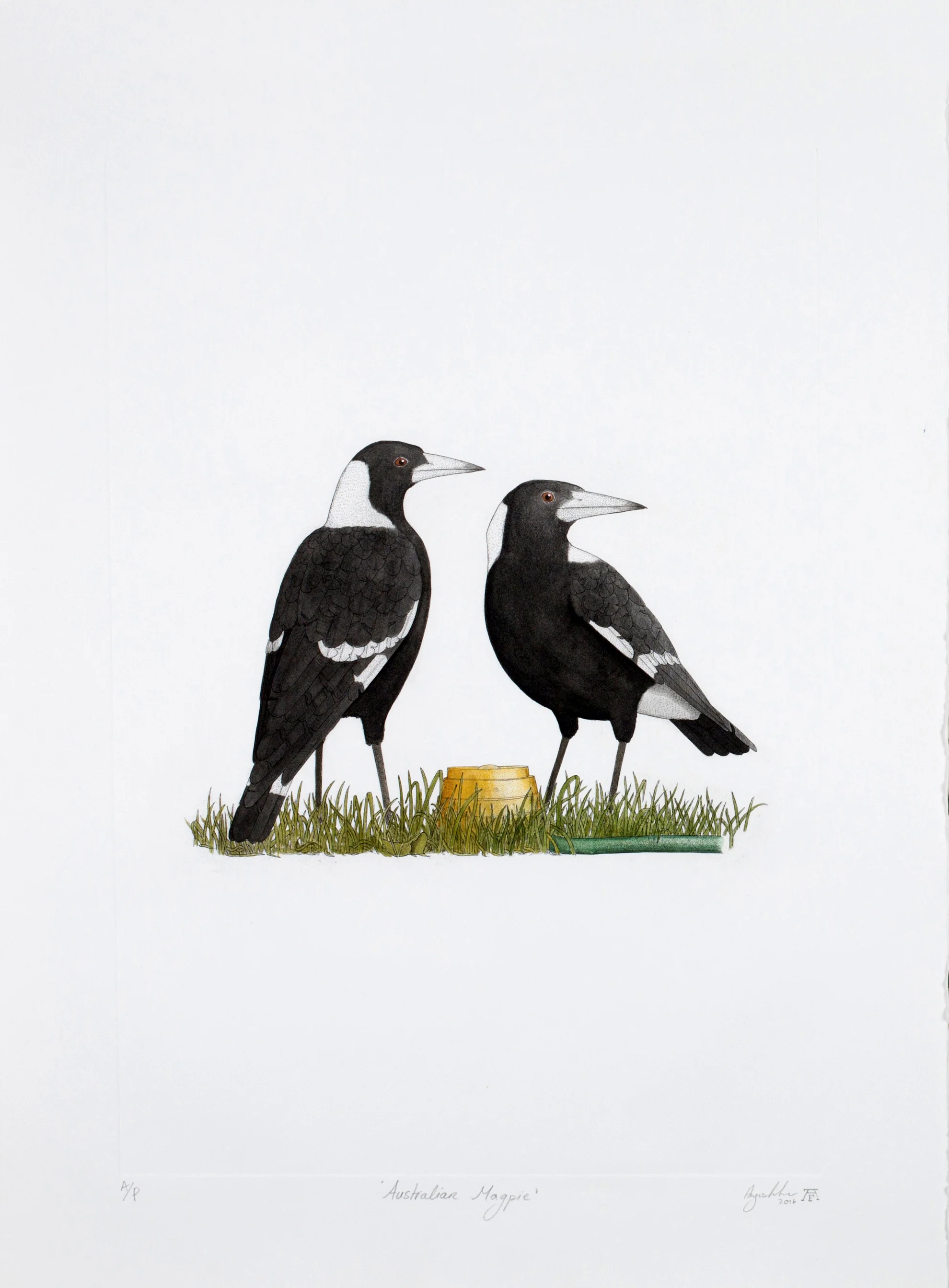 'Australian Magpie'