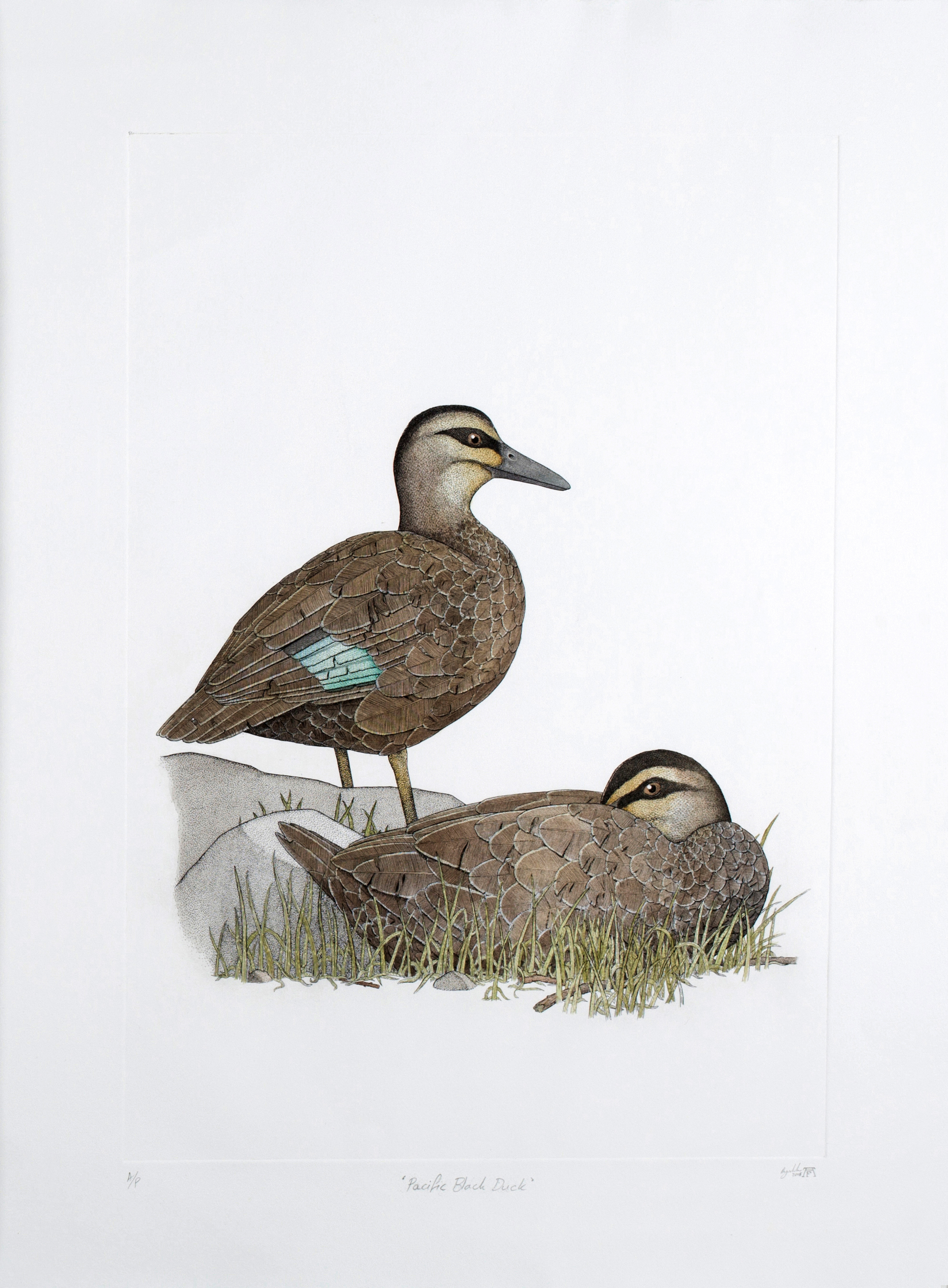 'Pacific Black Duck'