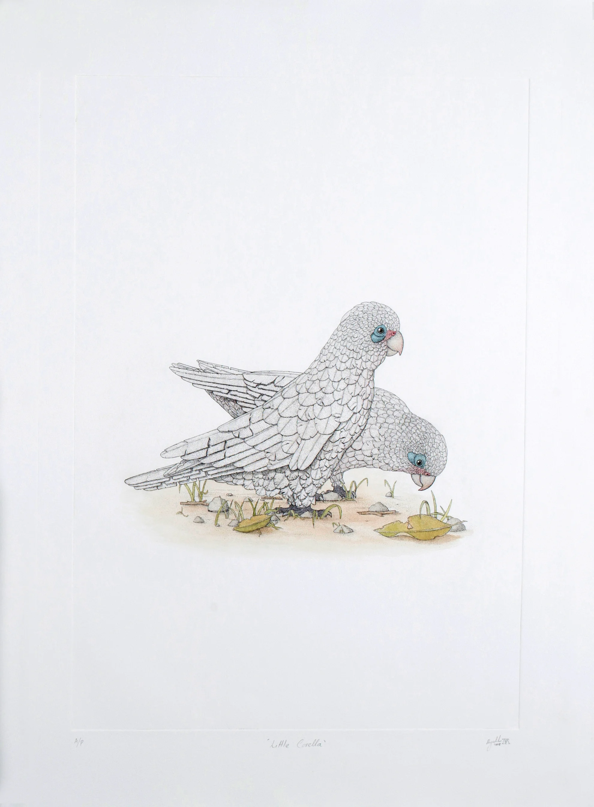 'Corella'