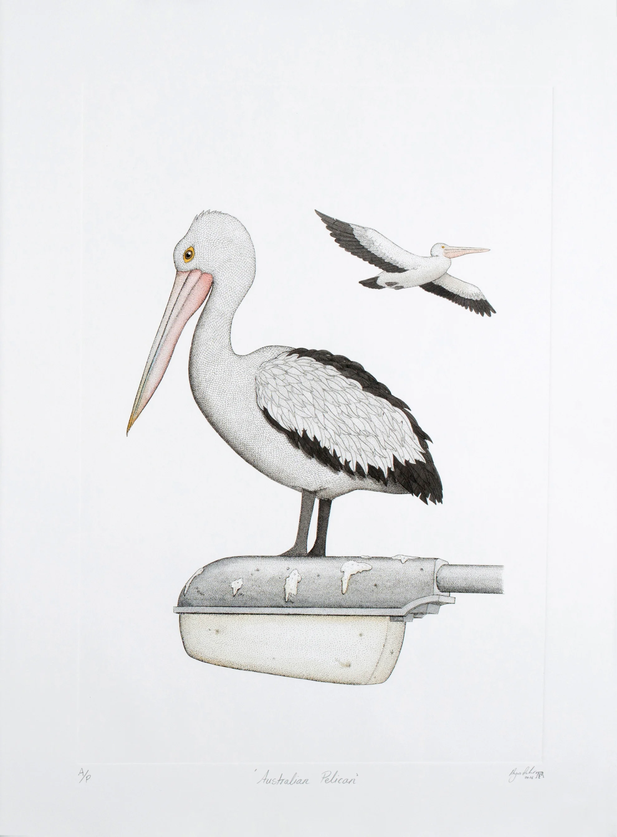 'Australian Pelican'