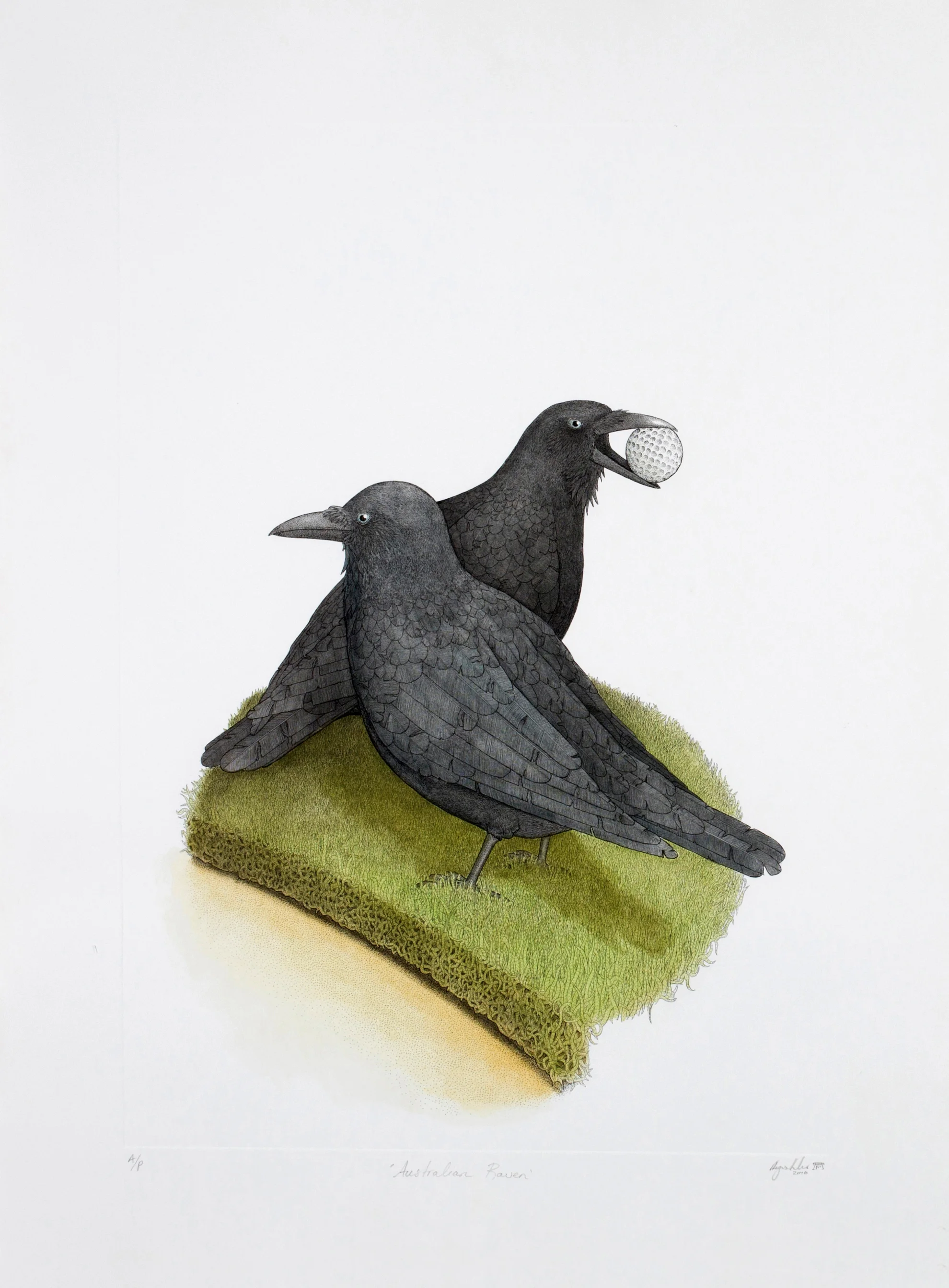 'Australian Raven'