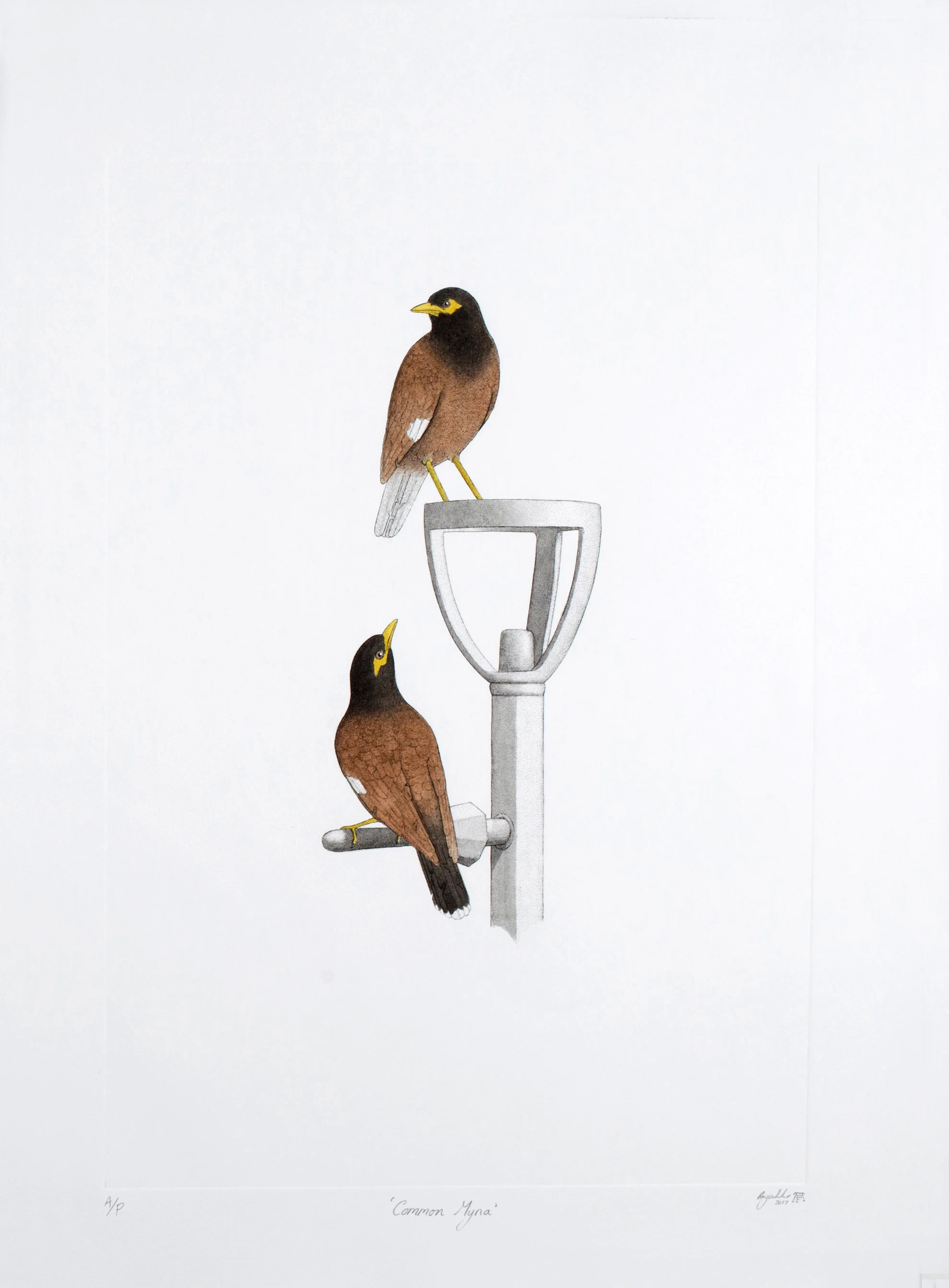 'Common Myna'