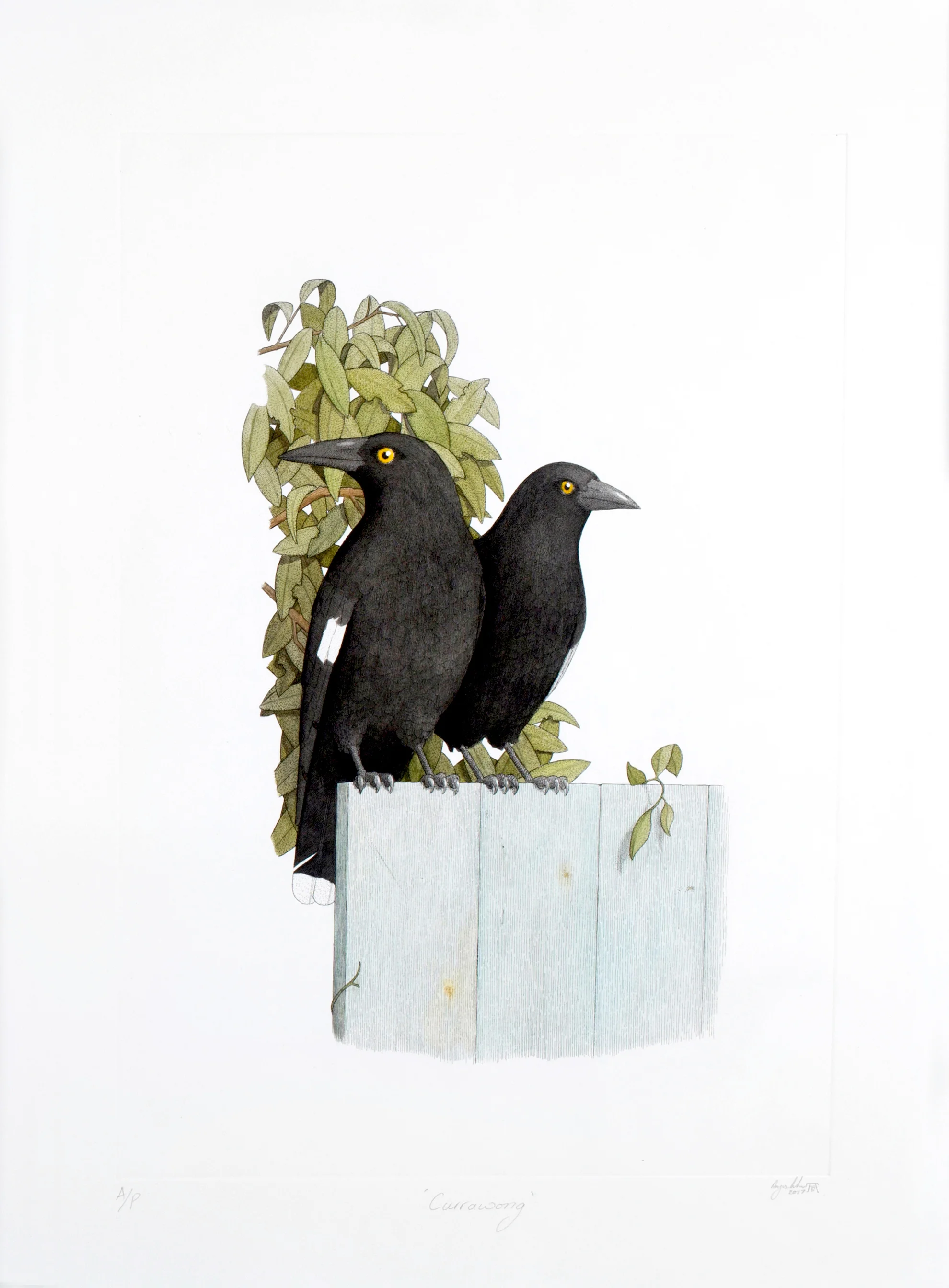 'Currawong'